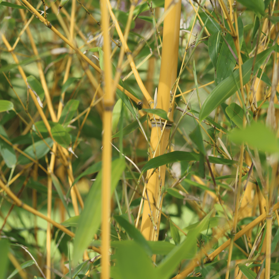 Phyllostachys aurea