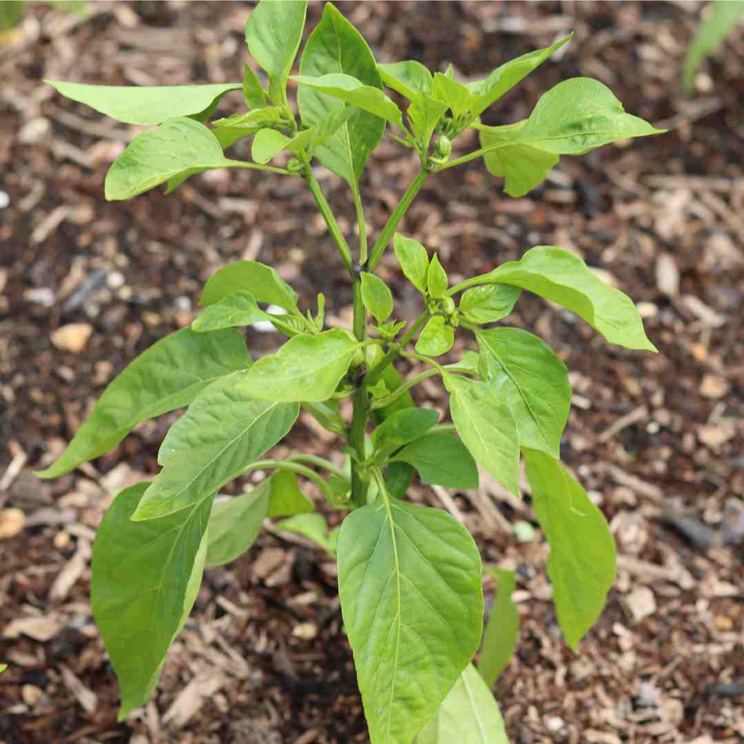'Apache' Chilli Pepper Plants