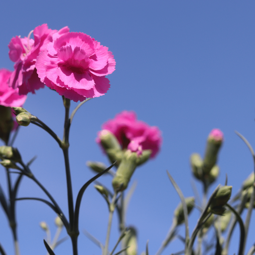 Dianthus 'Scented Tickled Pink'