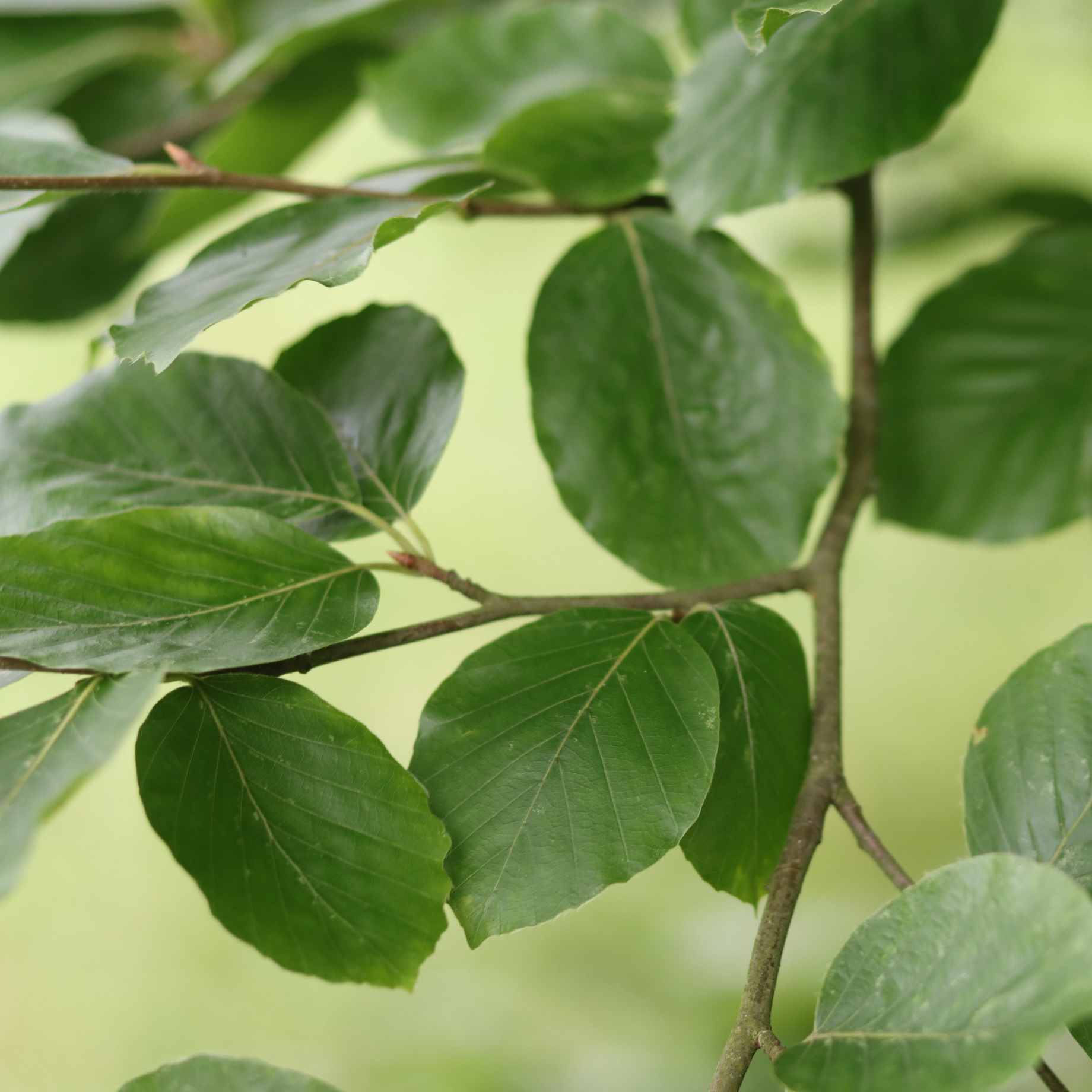Fagus sylvatica