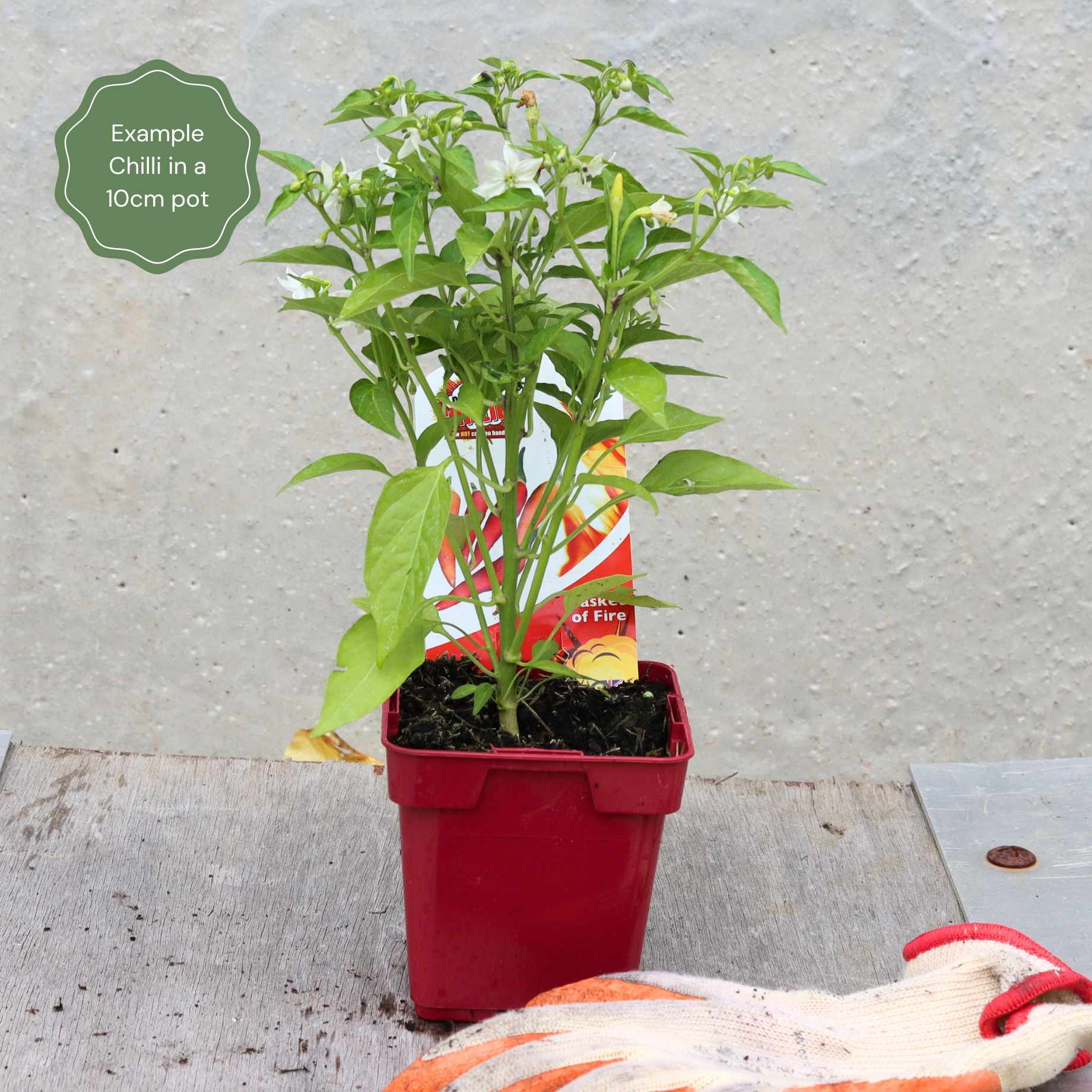 'Habanero Chocolate' Grafted Chilli Pepper Plant