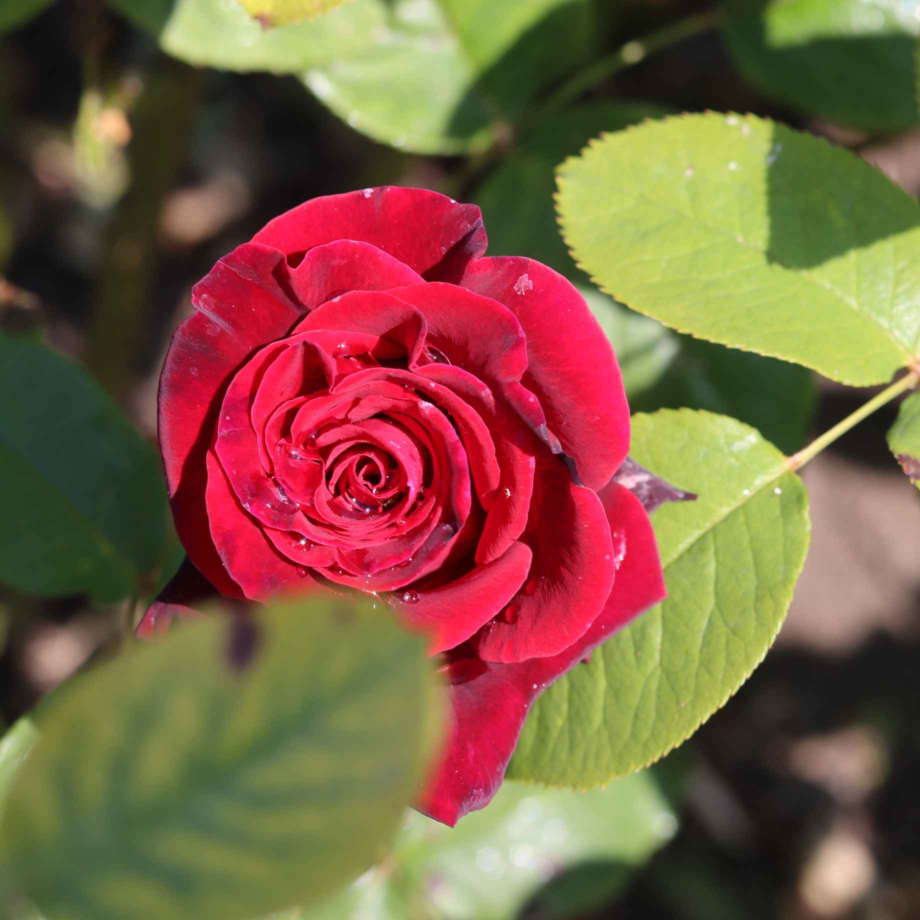 'Dwarf Fairy' Patio Shrub Rose