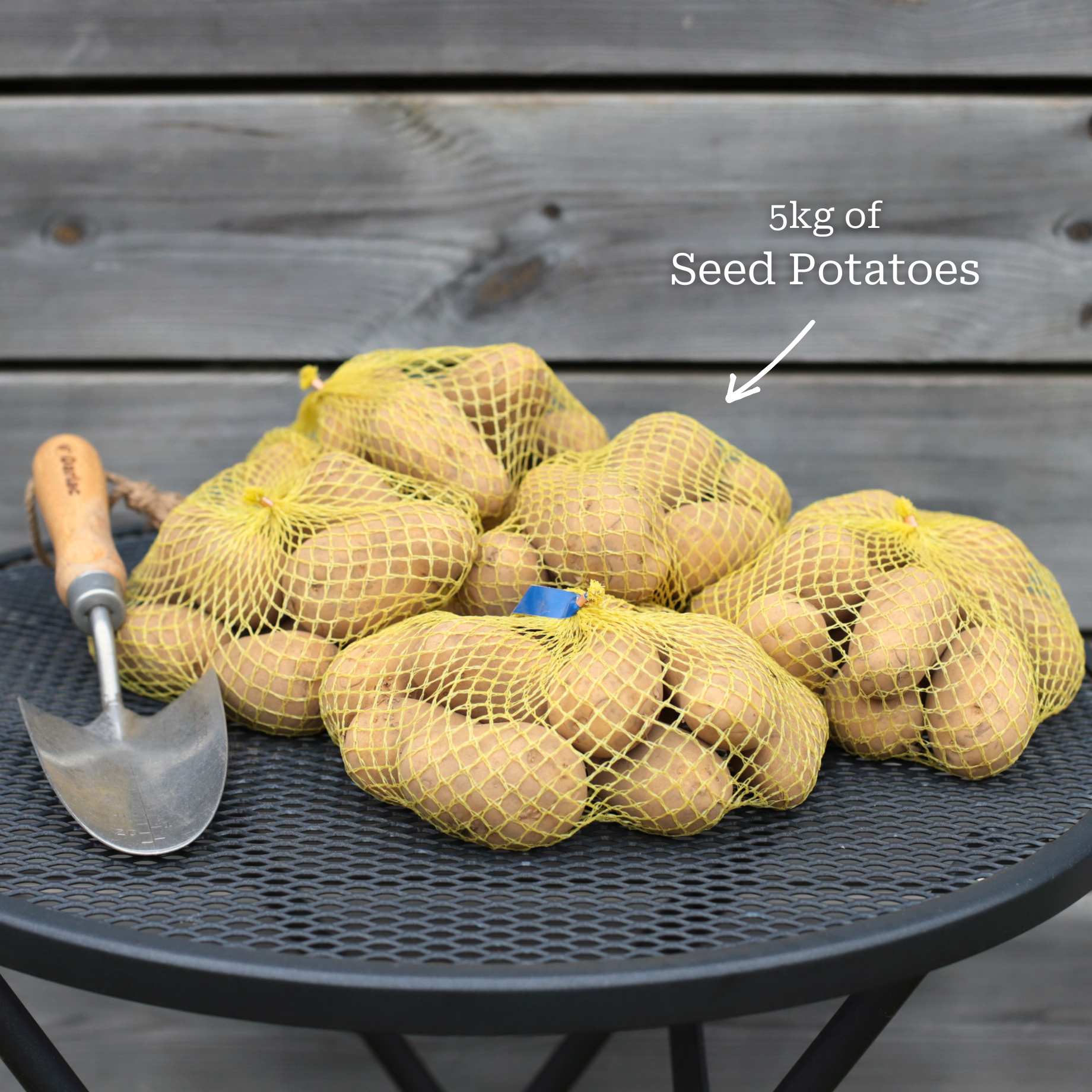 'Kestrel' Second Early Seed Potatoes