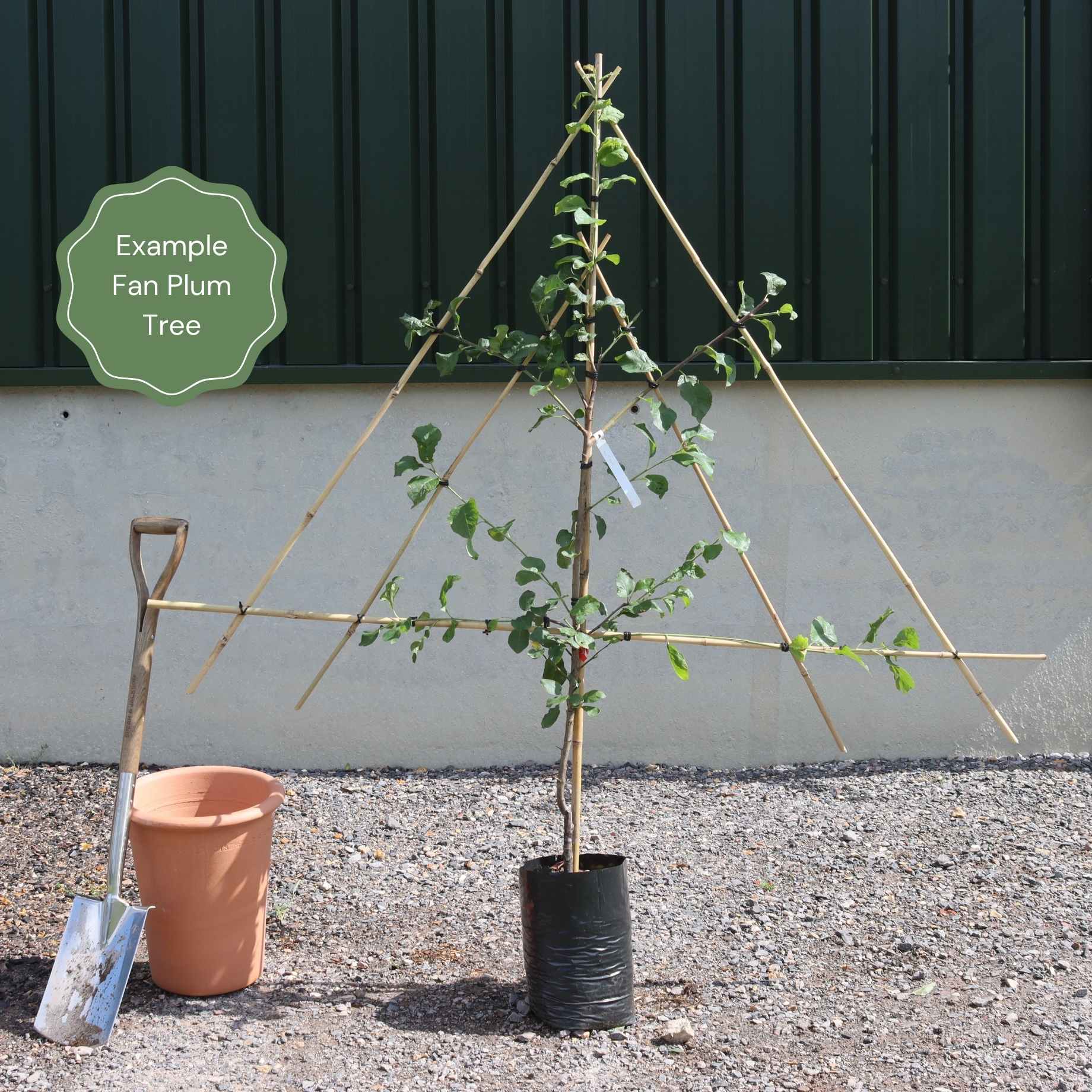 Fan-Trained Plum Tree