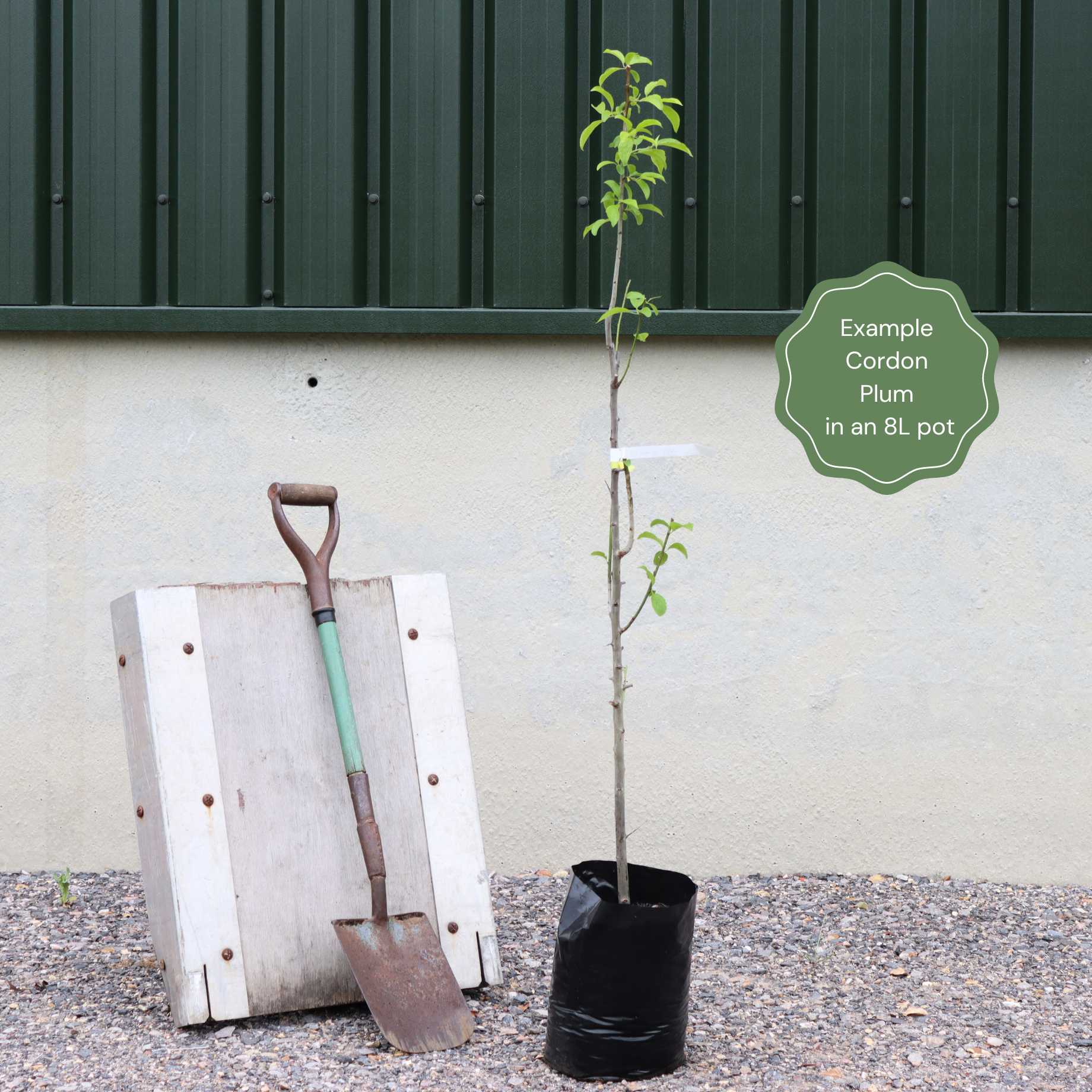 'Merryweather' Damson Tree