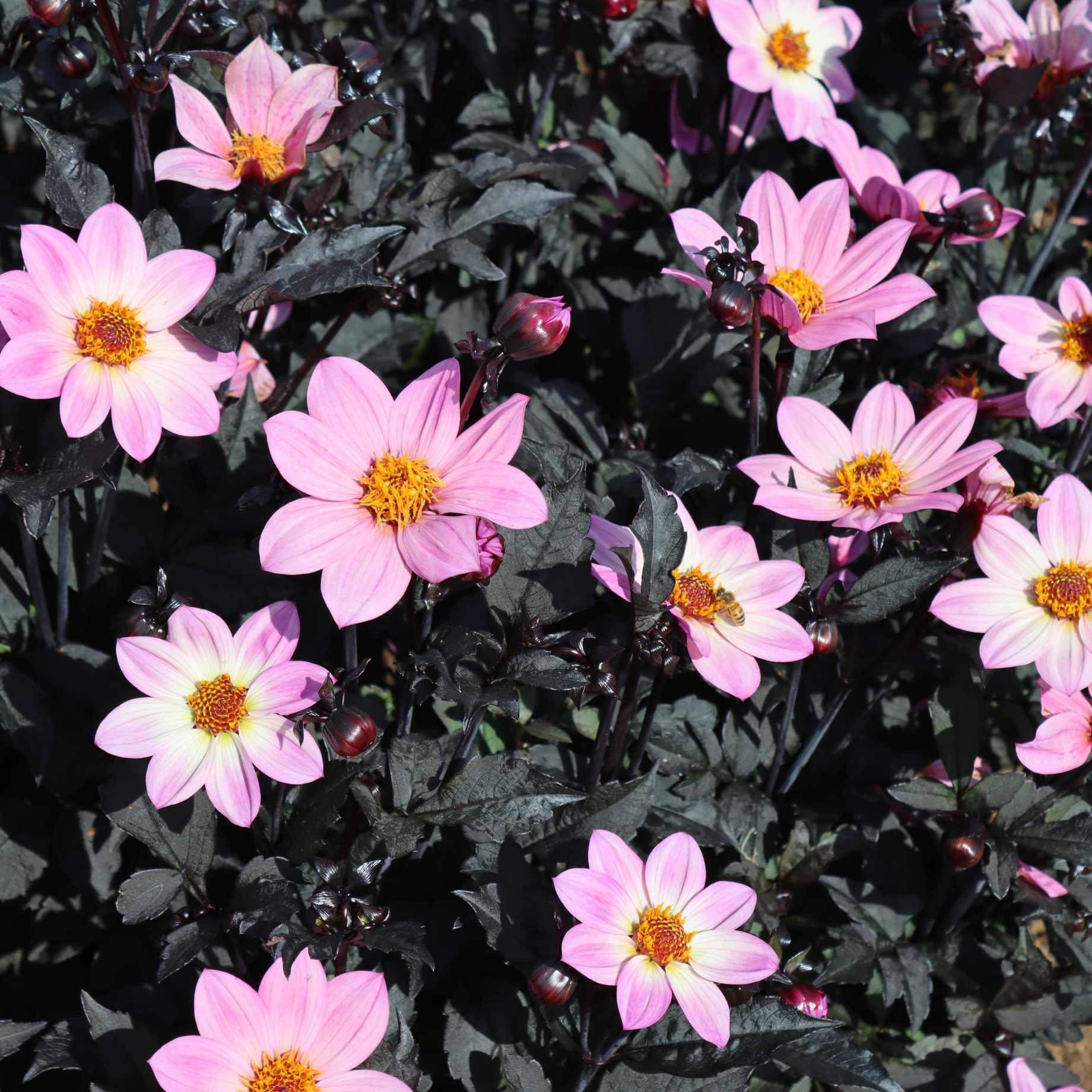 Dahlia 'Happy Days Pink' Jumbo Plug Plants