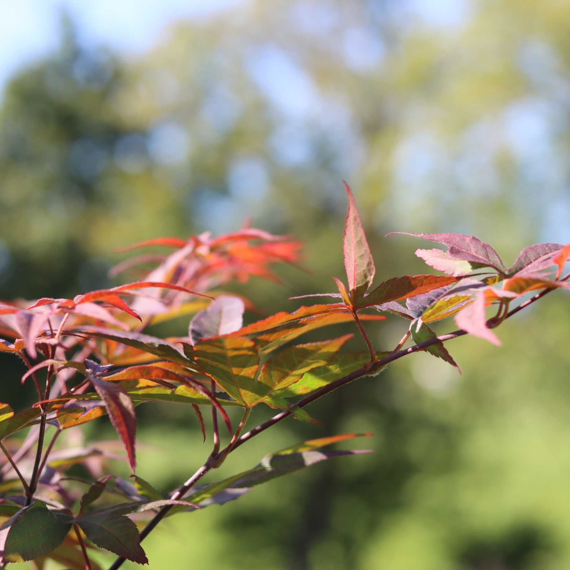 Acer palmatum 'Red Emperor'
