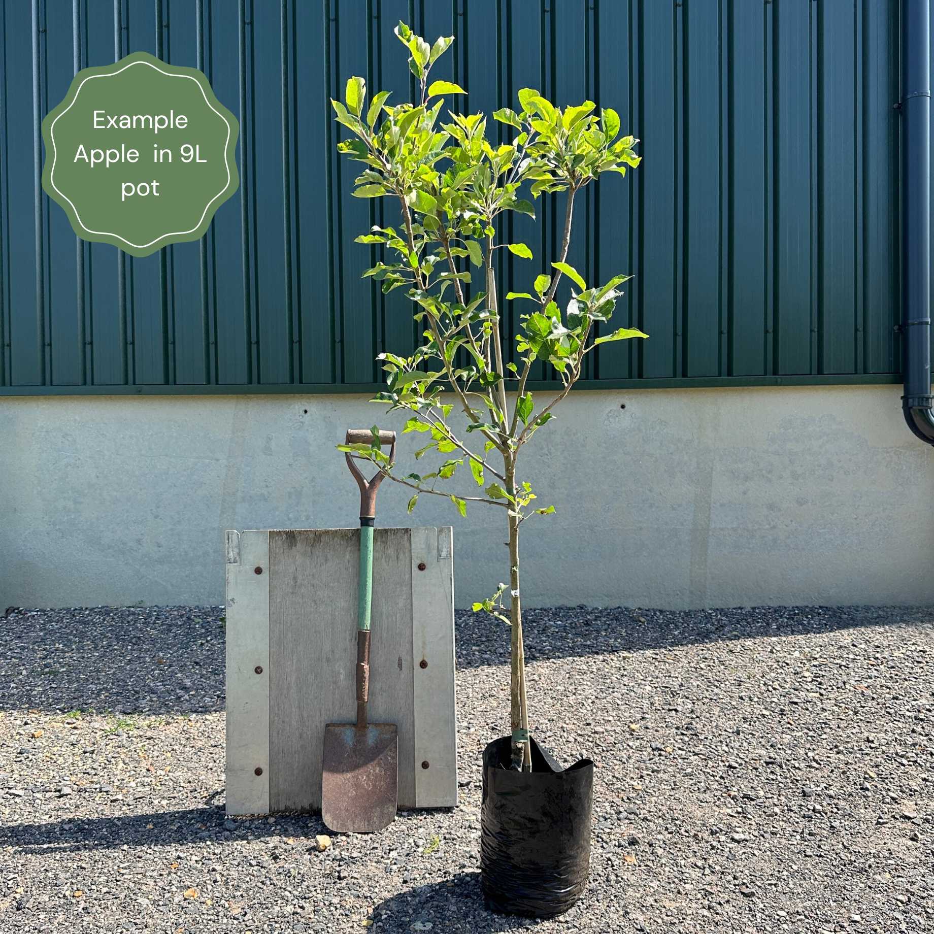 'Bountiful' Apple Tree