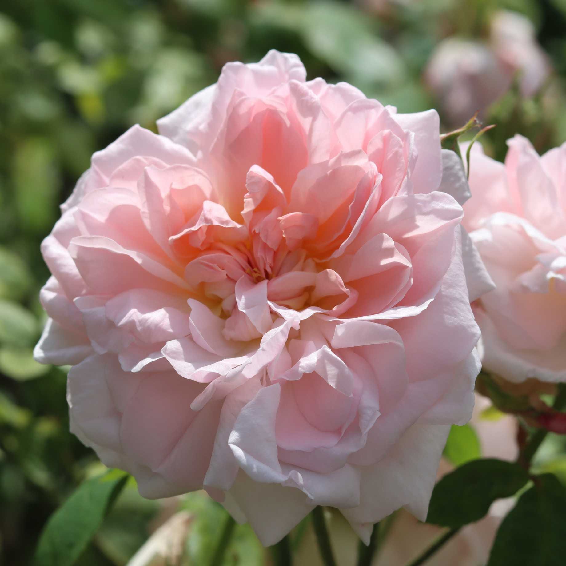 'Cinderella' Shrub Rose
