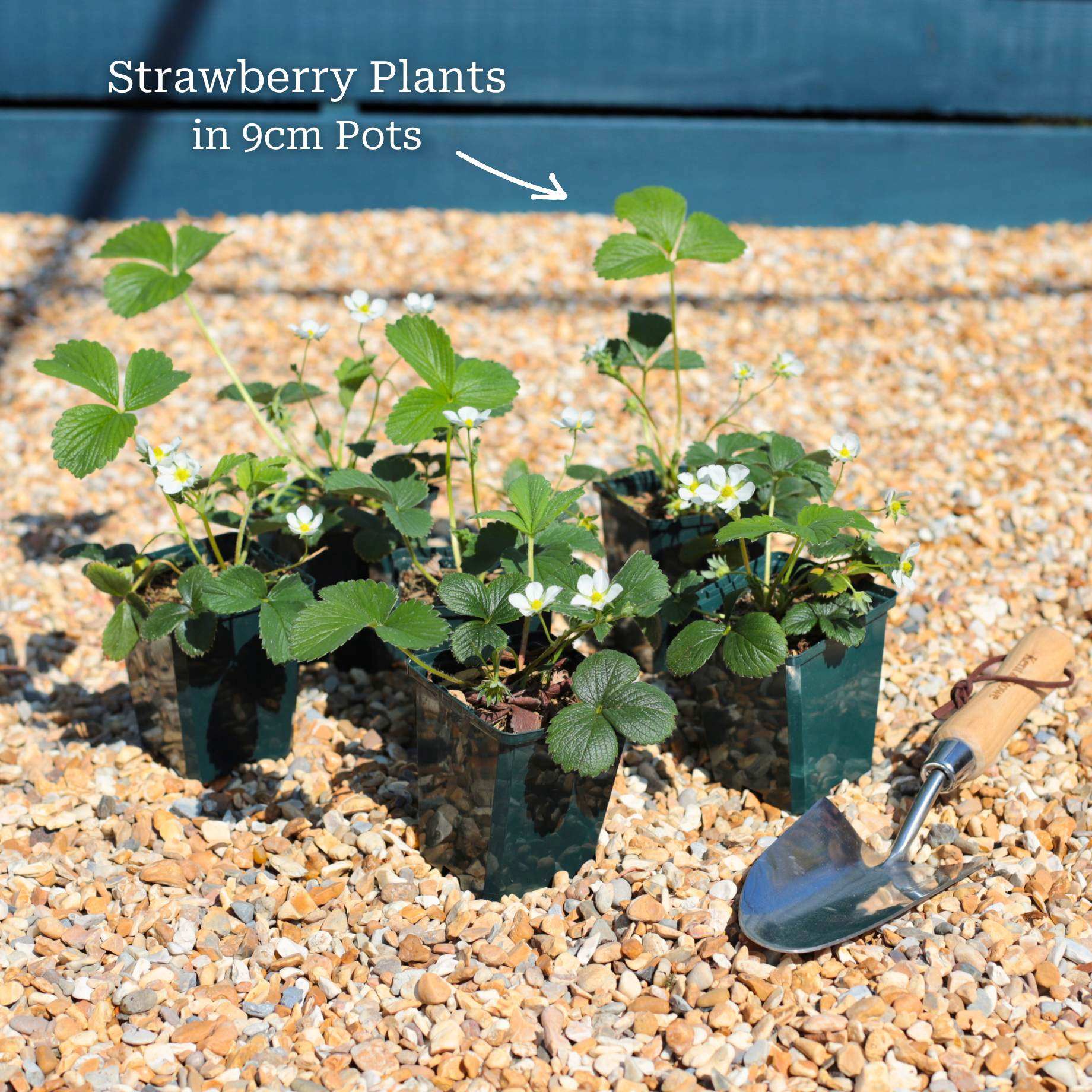 'Pineberry' Strawberry Plants
