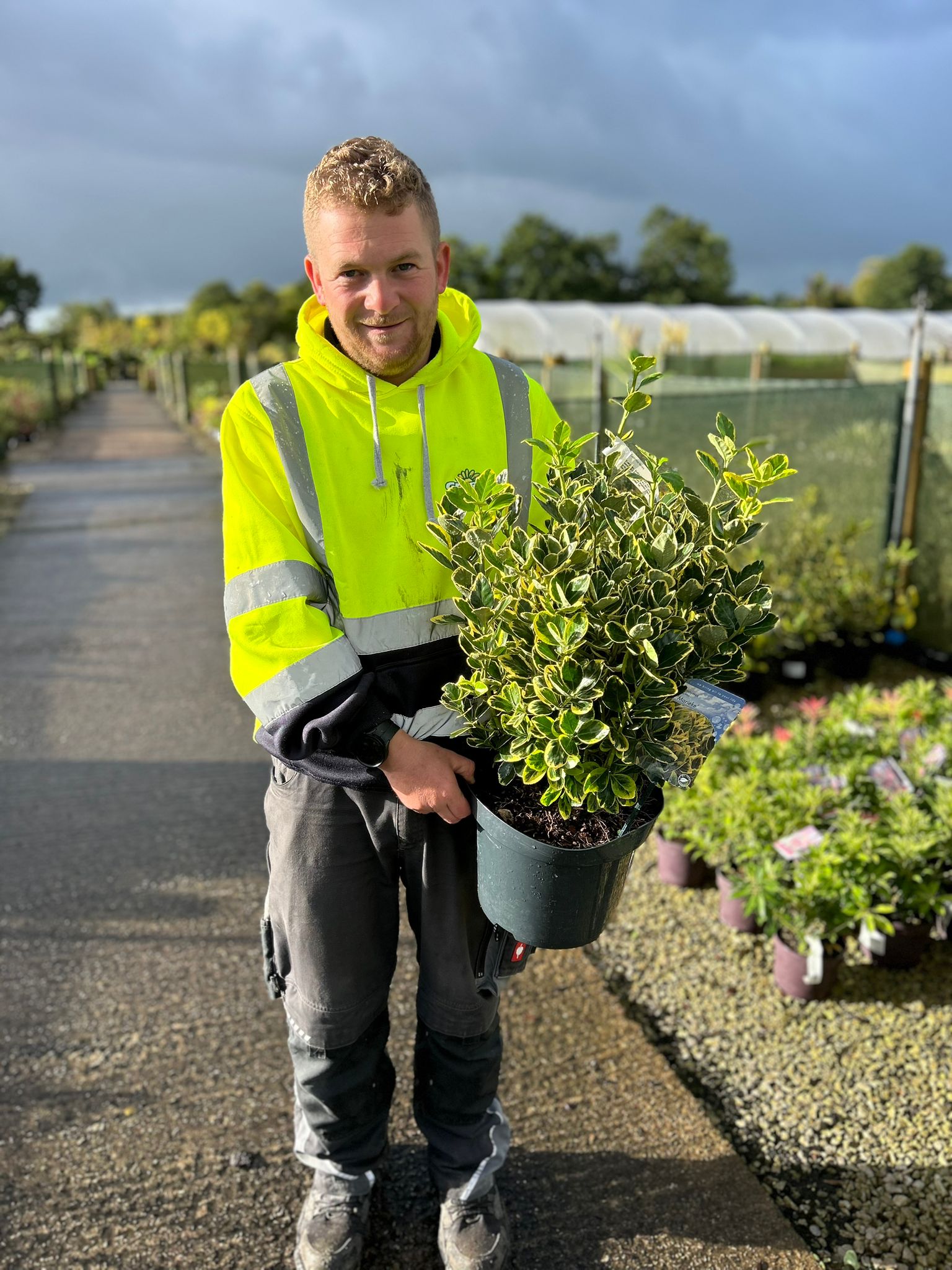 Euonymus Japonicus Marieke 7.5 Litre Pot