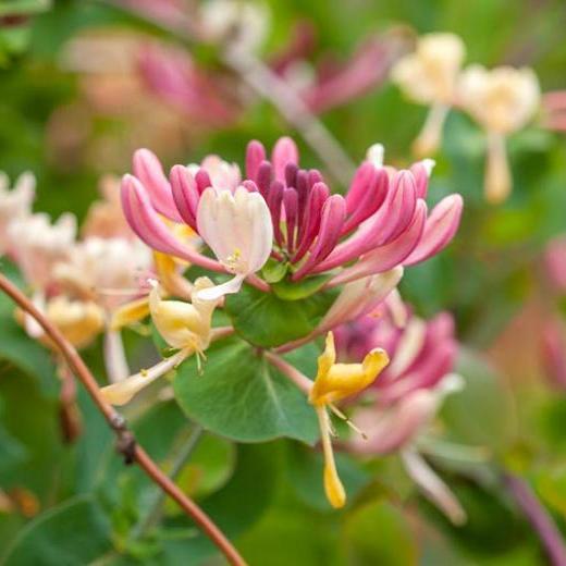Lonicera periclymenum 'Serotina'