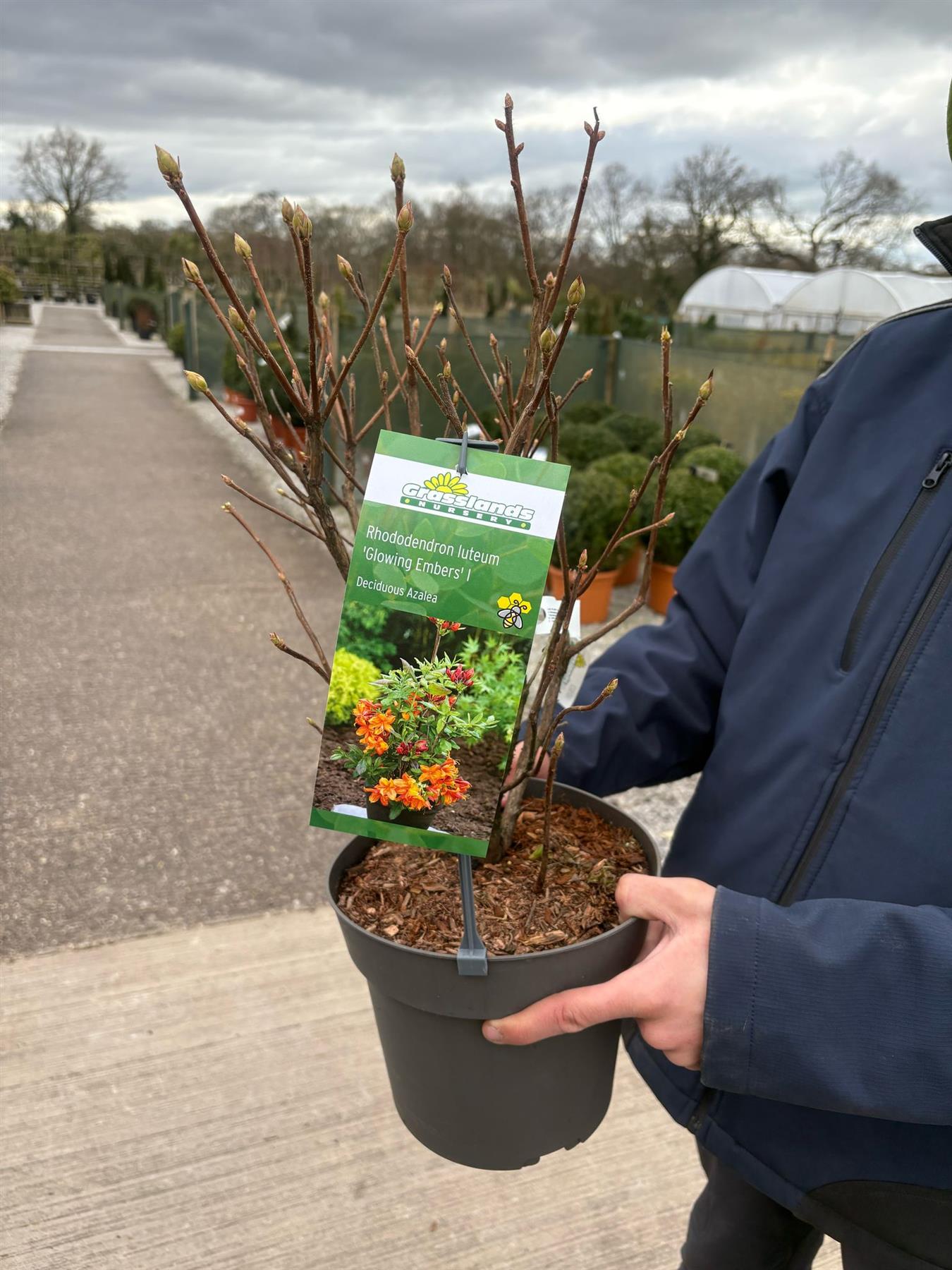 Azalea Lut Glowing Embers 4.5 Litre Pot