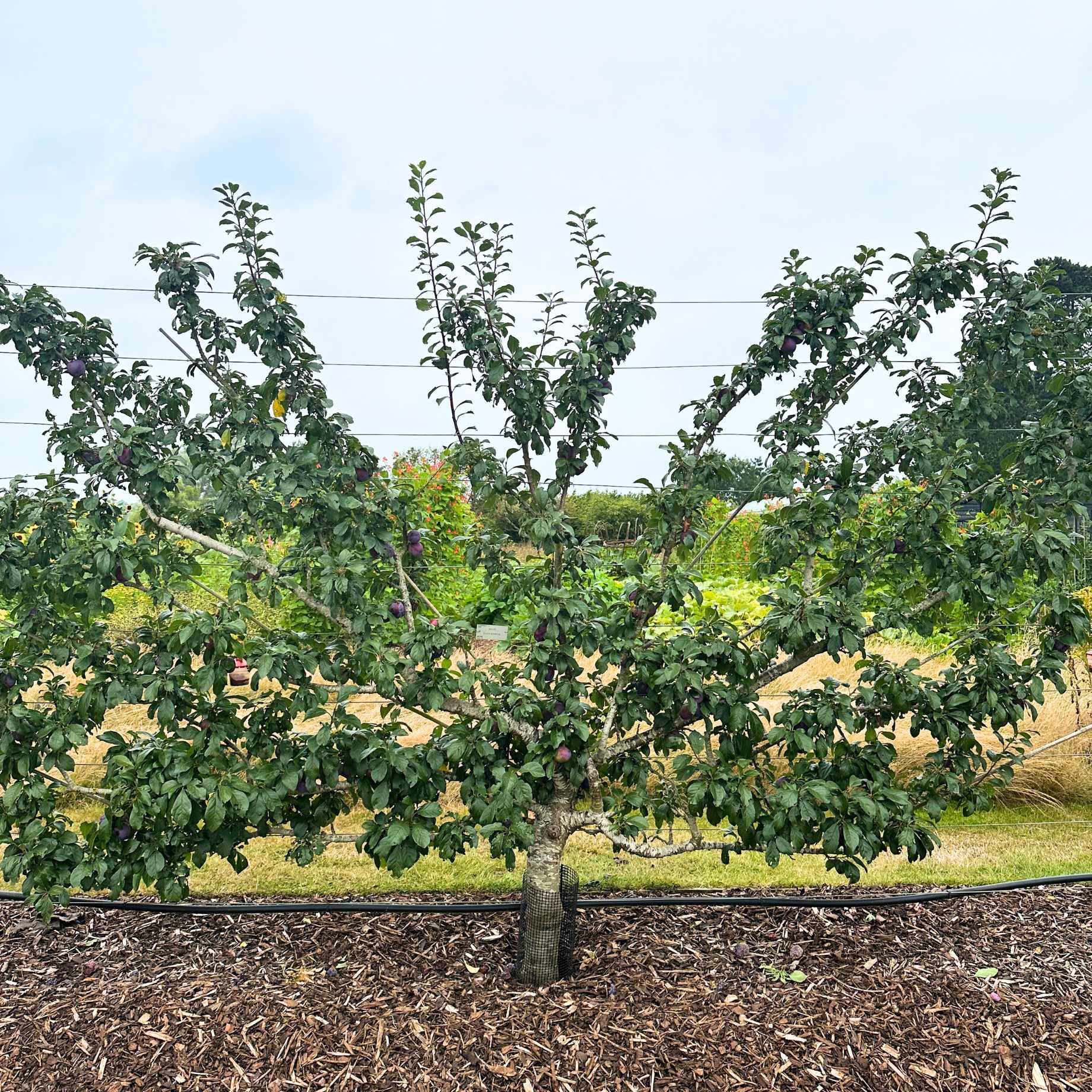 Fan-Trained Plum Tree