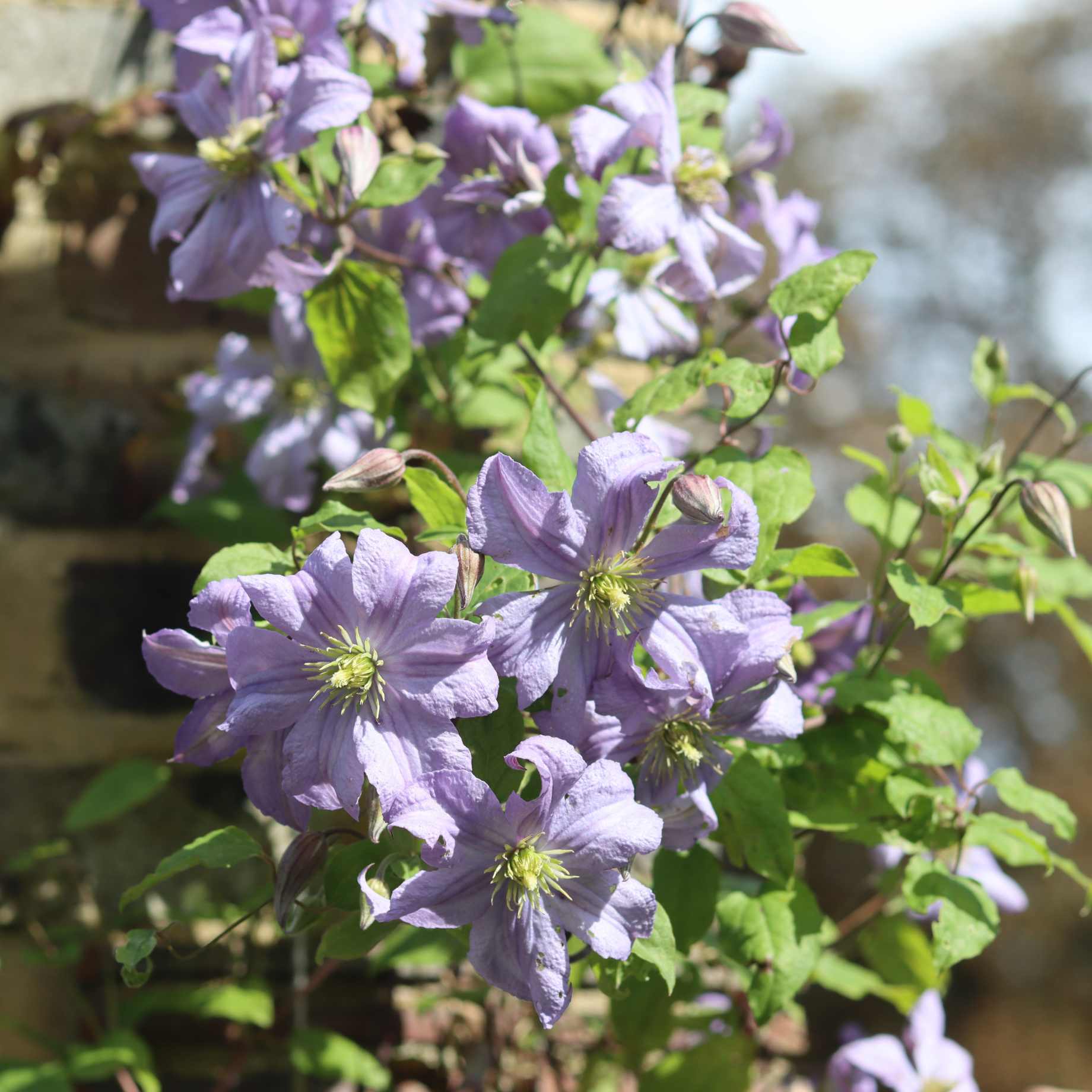 Clematis 'Prince Charles'