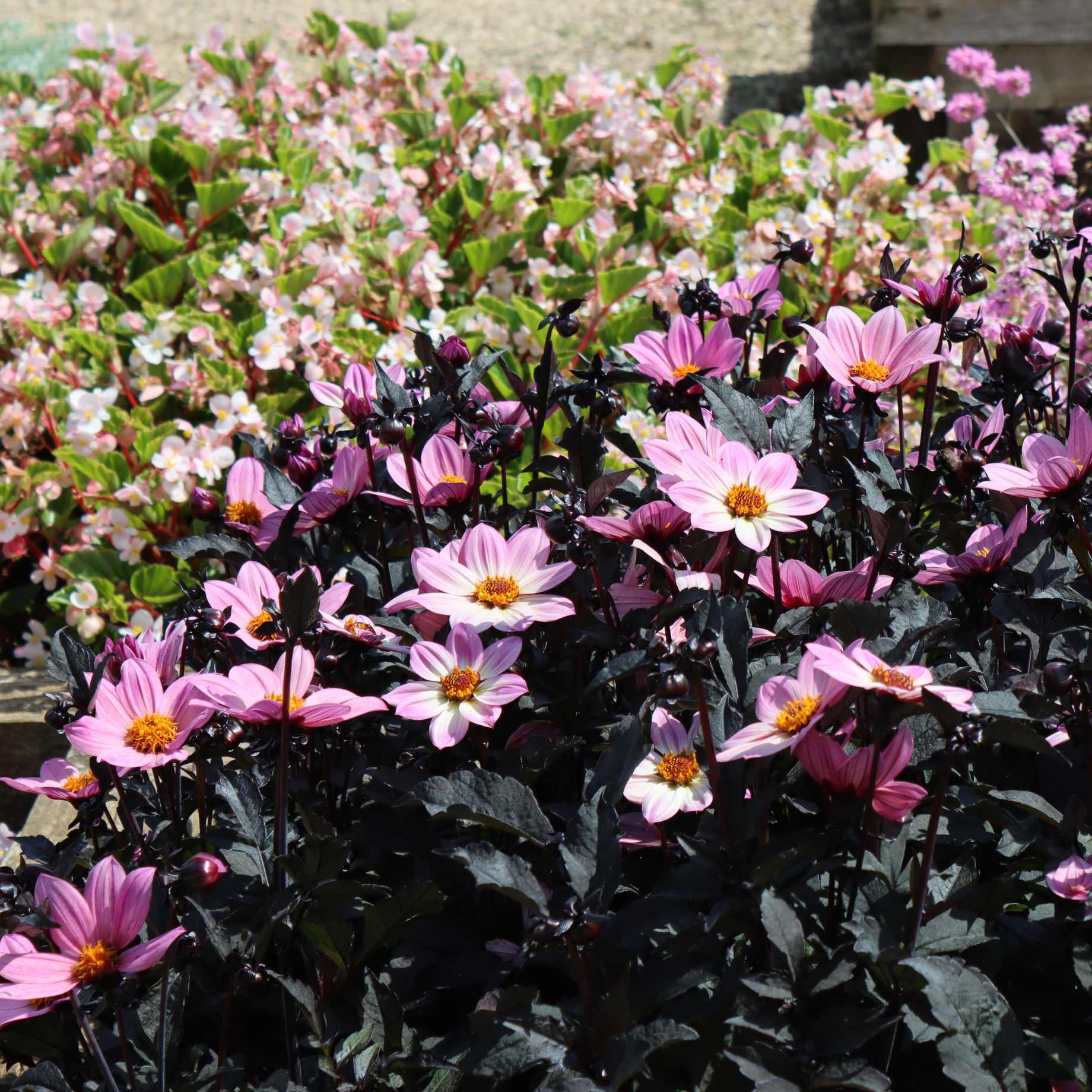 Dahlia 'Happy Days Pink' Jumbo Plug Plants