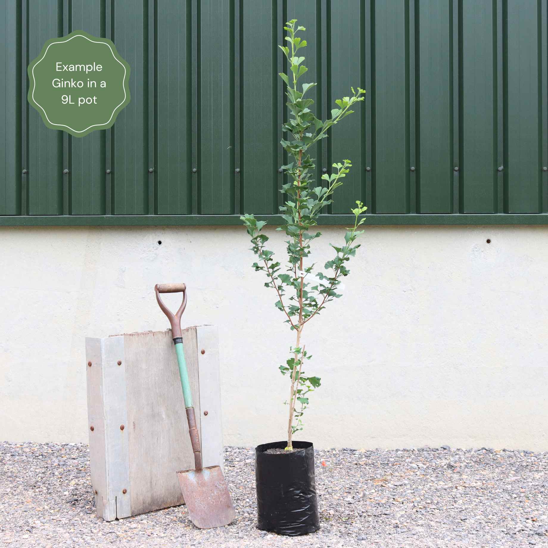Ginkgo biloba 'Menhir'