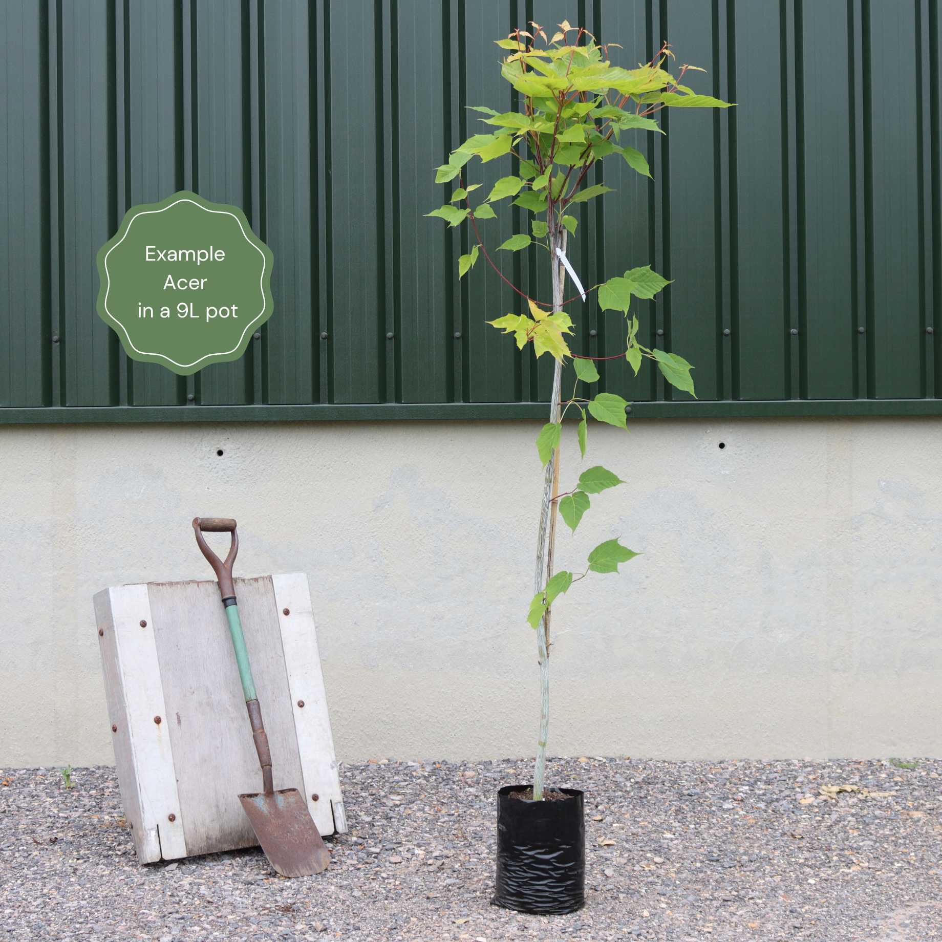 Acer griseum