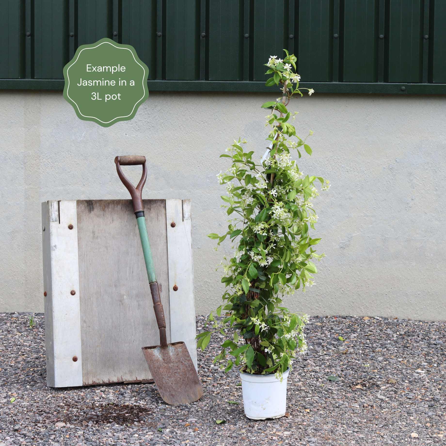 Jasmine polyanthum