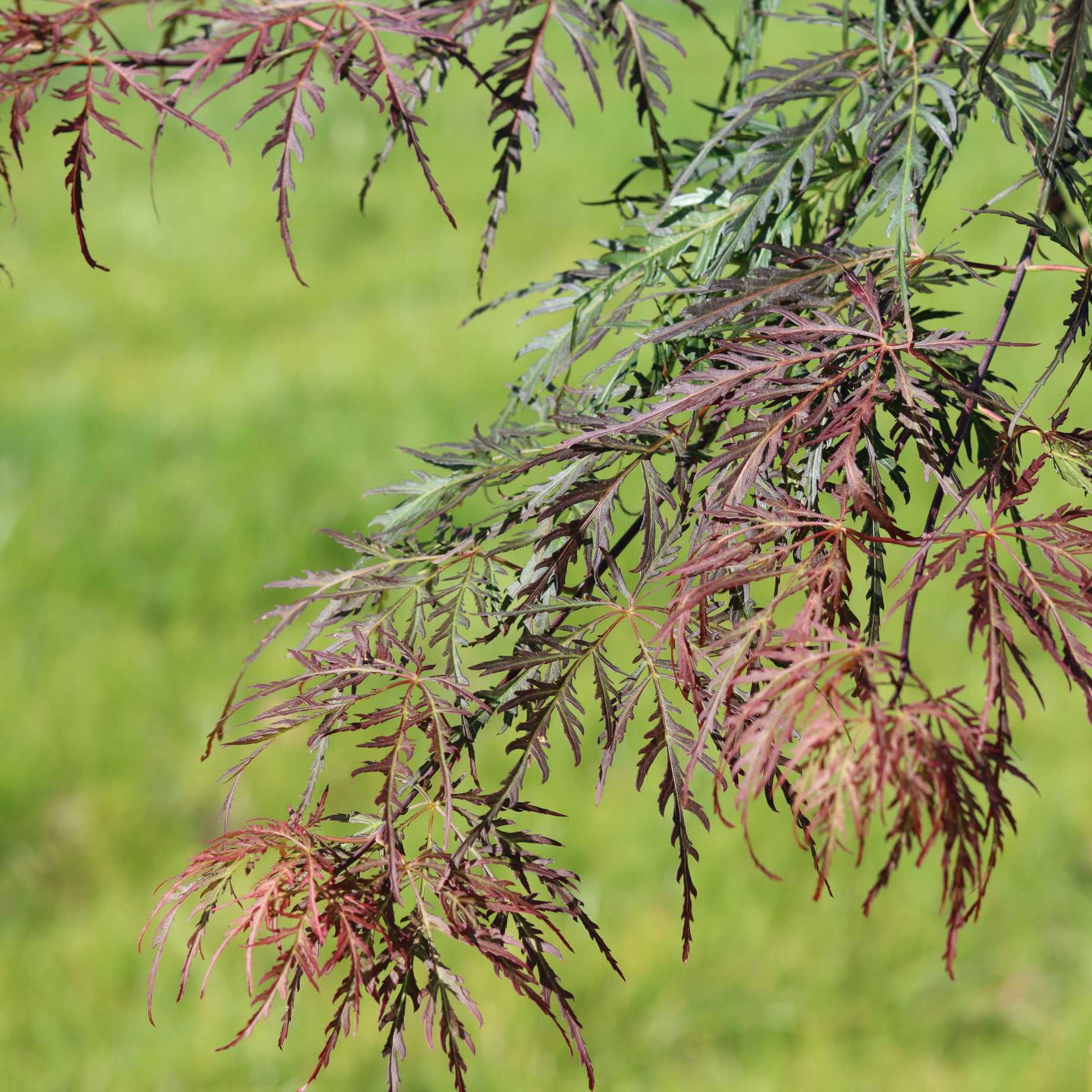 Acer palmatum dissectum 'Tamukeyama'