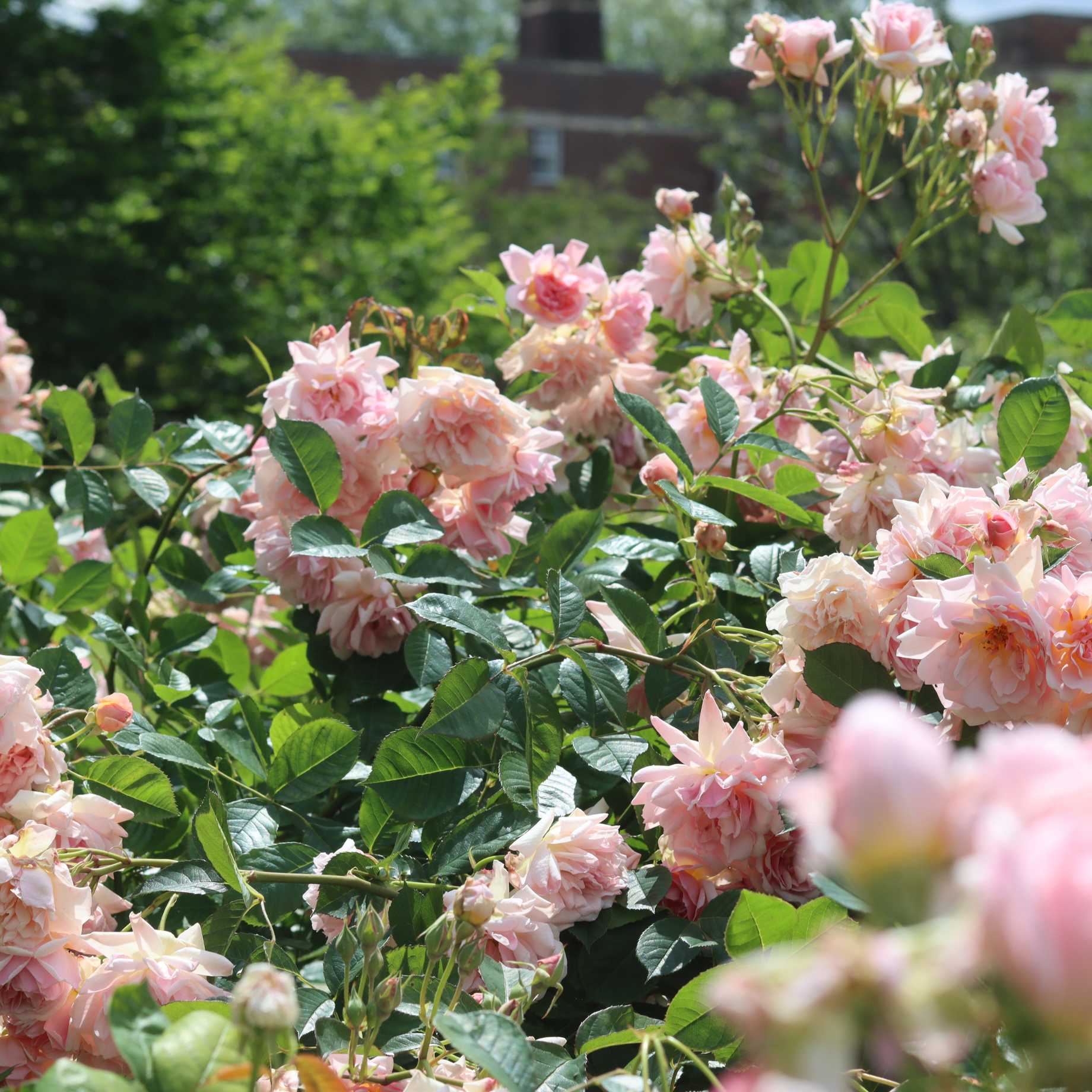 'Cinderella' Shrub Rose