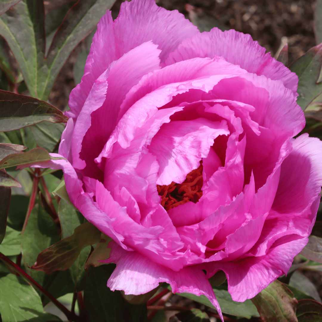 Peony 'Dr Alexander Fleming'