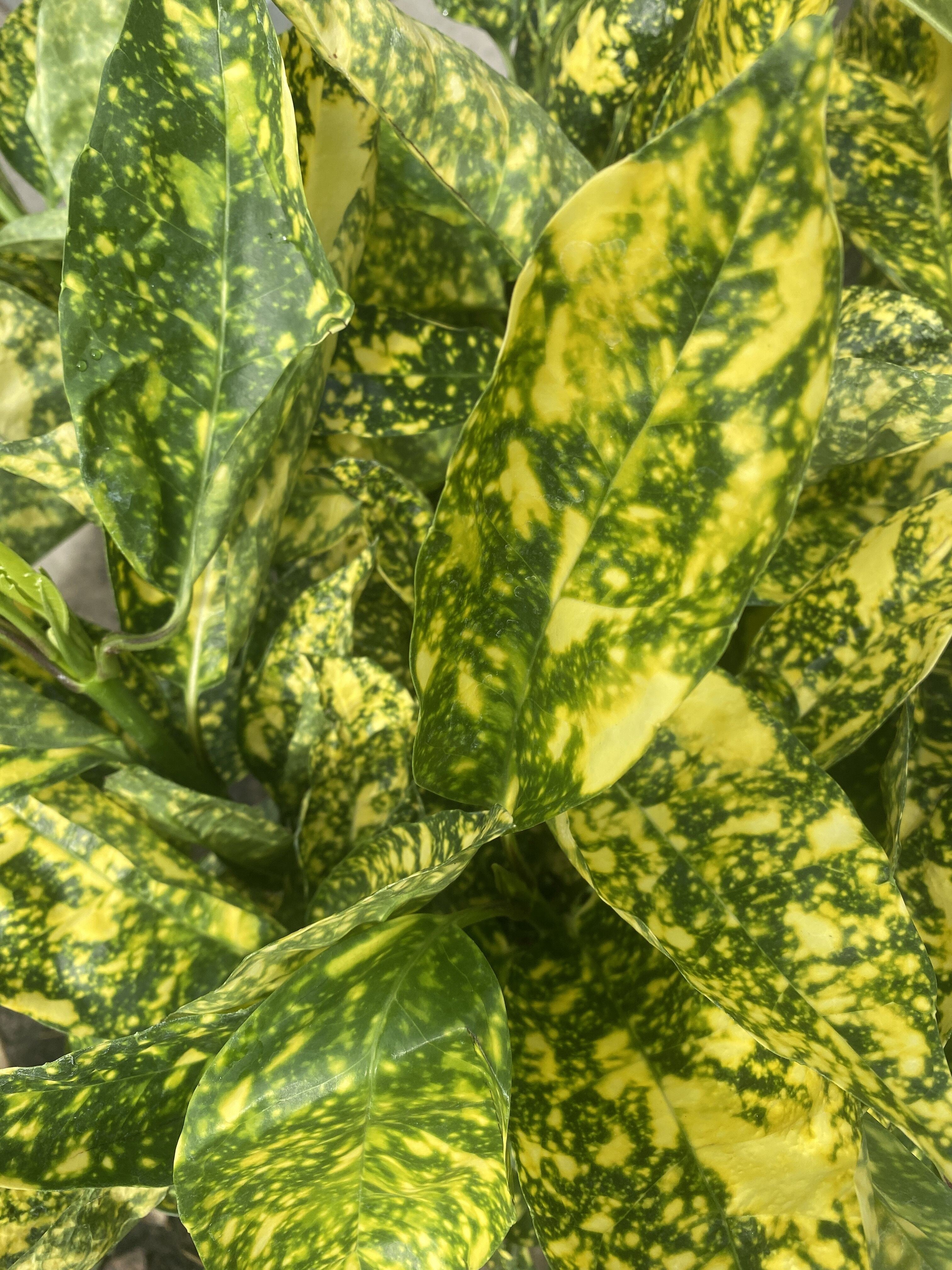 Aucuba Japonica Crotonifolia 15 Litre Pot