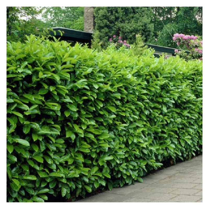 Cherry Laurel Hedging Rootball 160-185cm