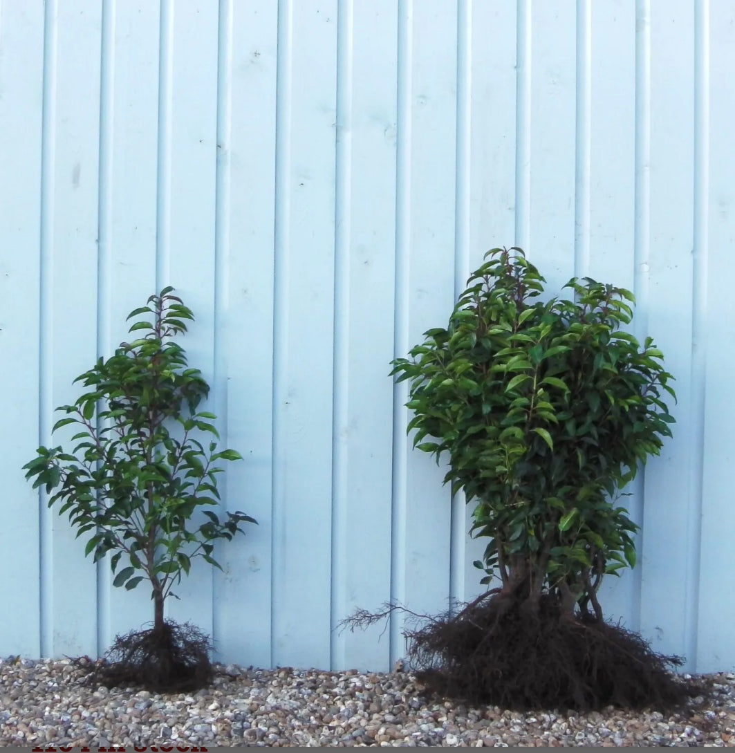 Laurel Portugal Bare Root Hedging 16/24in 40/60cm - Hortibliss