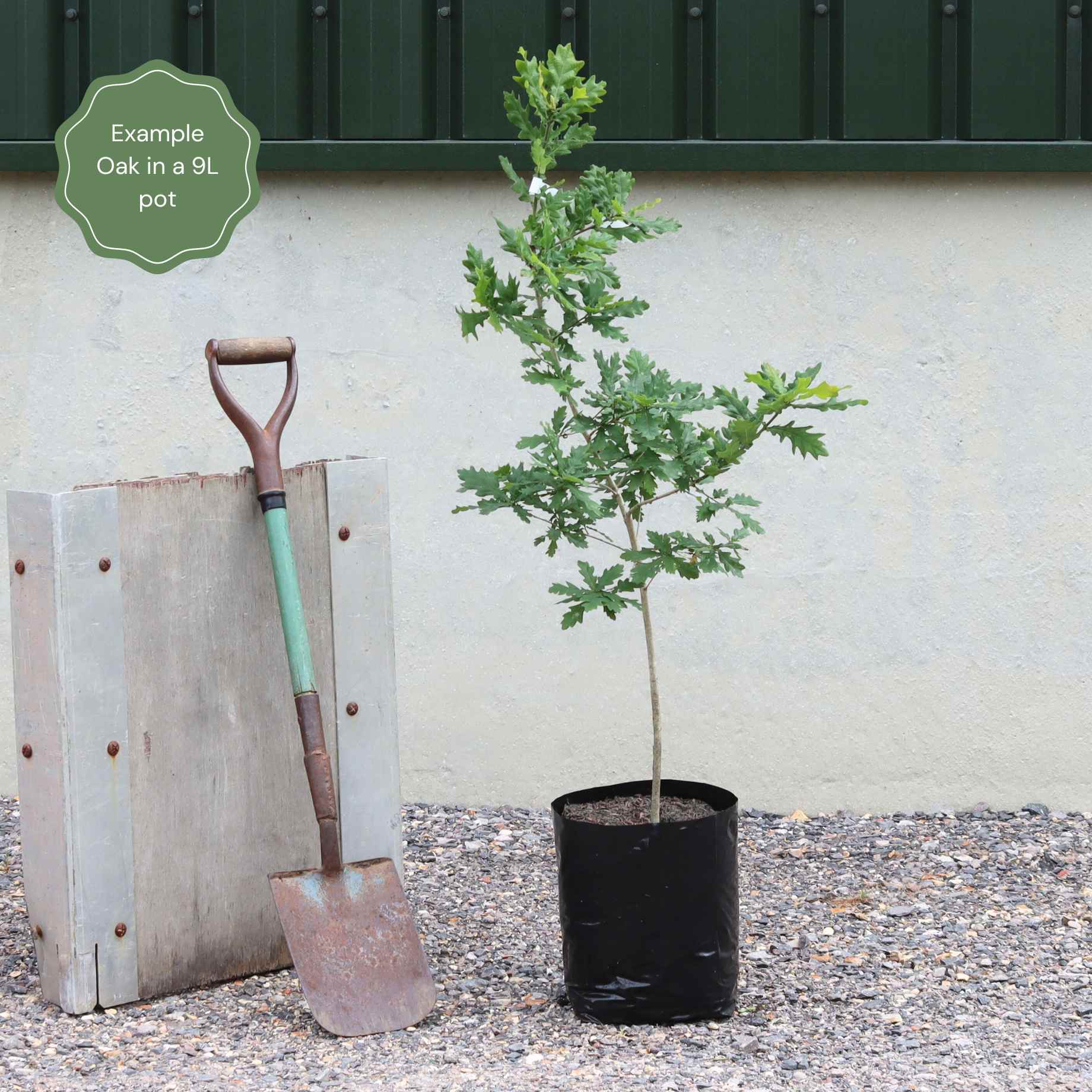 Quercus ilex
