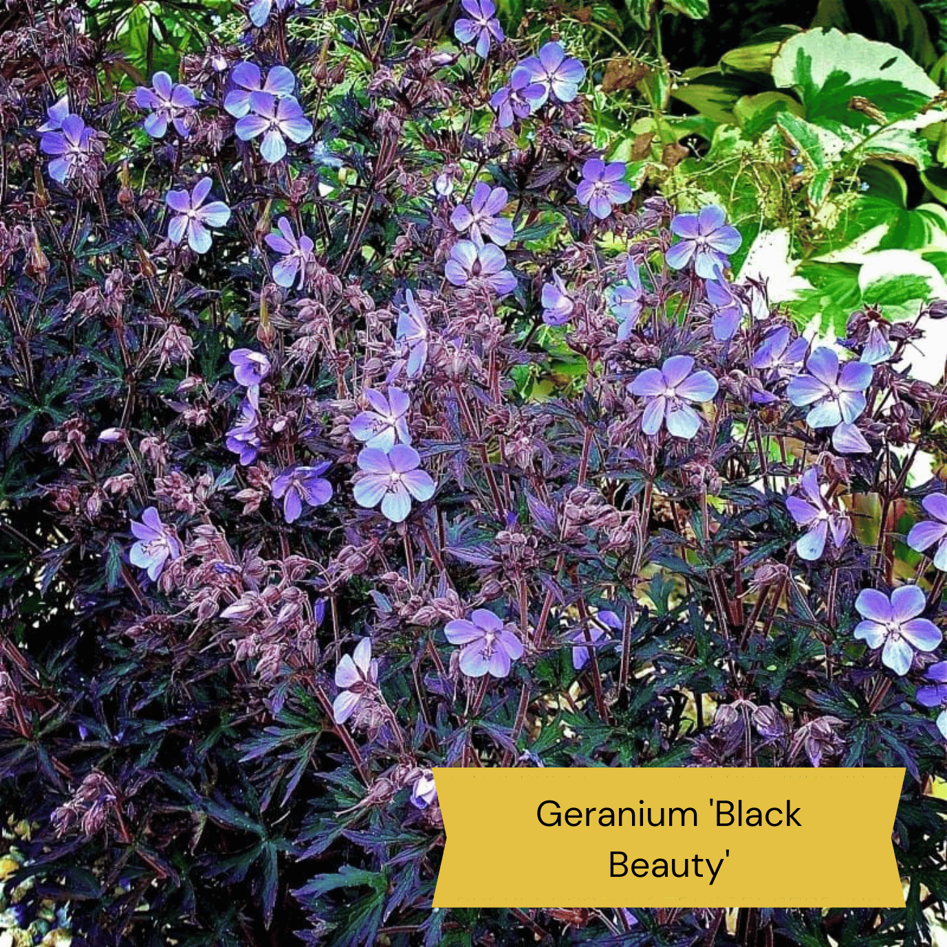 The Best Hardy Perennials