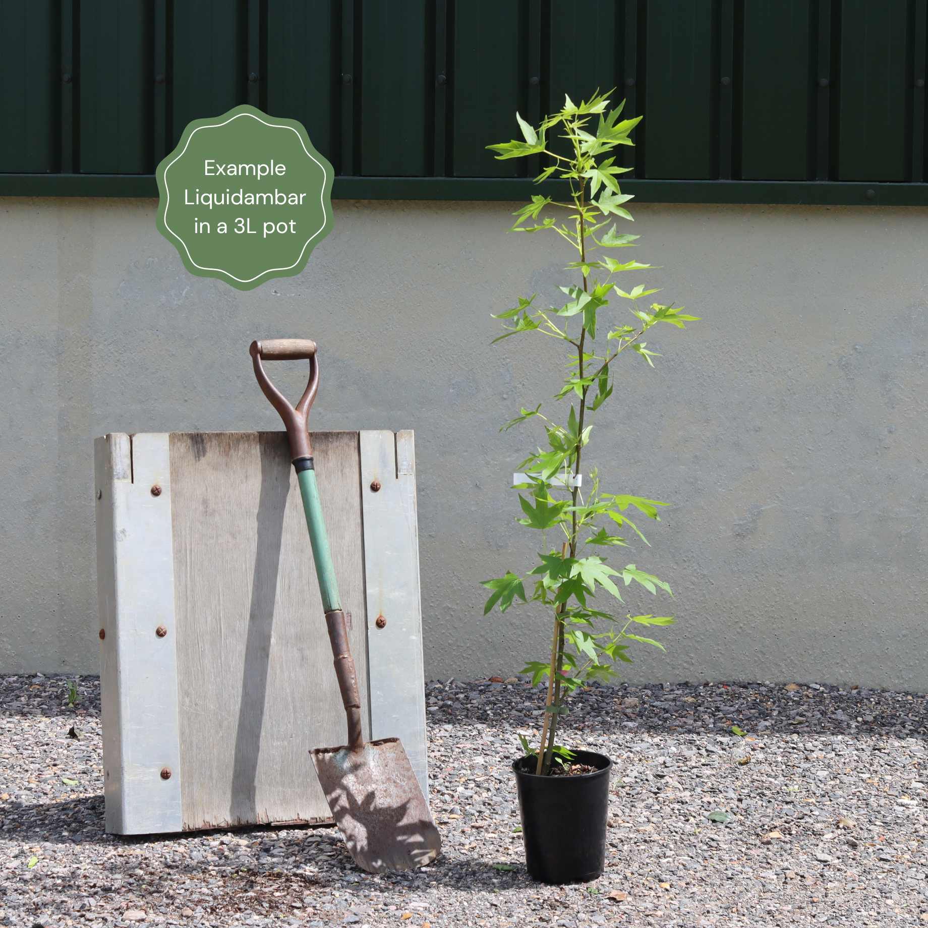 Liquidambar styraciflua