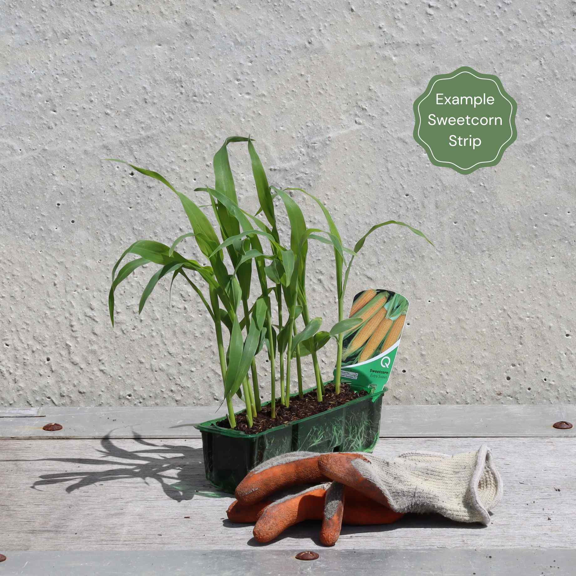 'Earlibird' Extra Sweet Sweetcorn Plants