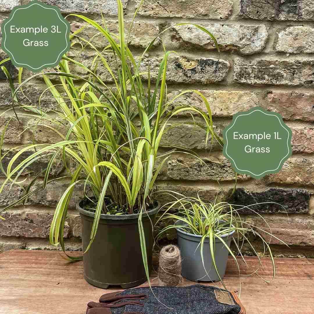 Acorus gramineus 'Ogon'