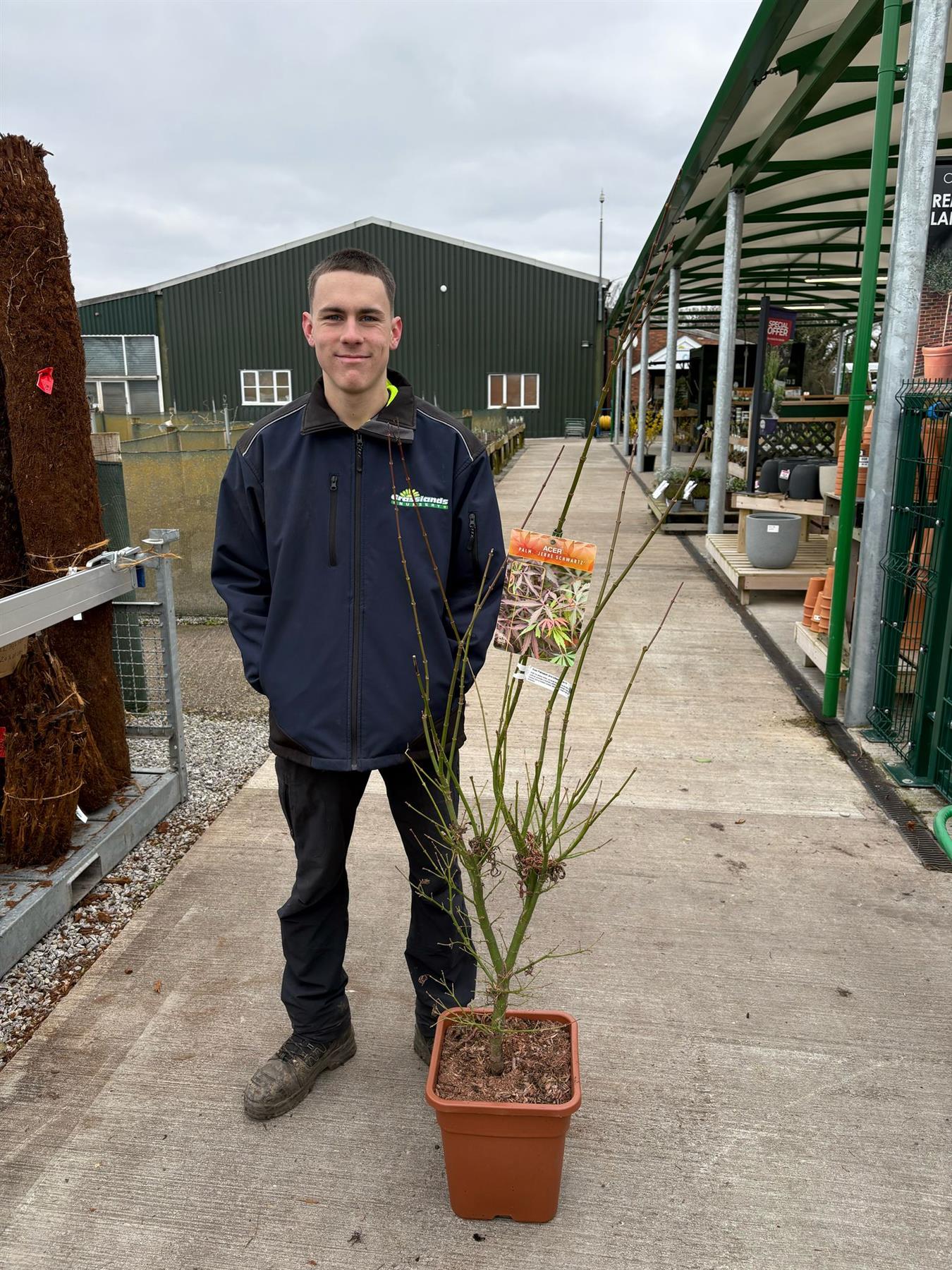 Acer Palmatum Jerre Schwartz 14 Litre Pot