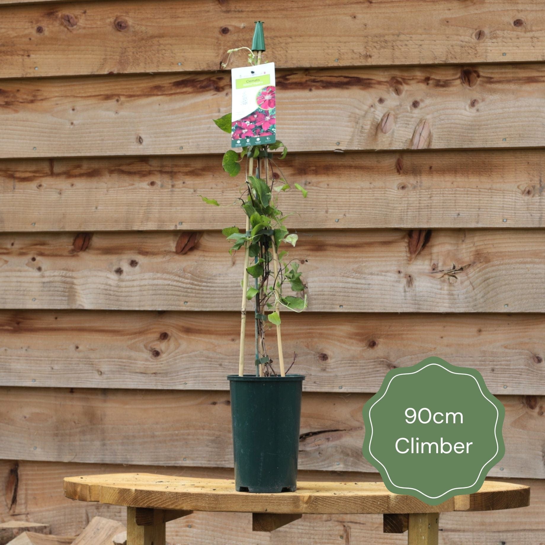 Pink & Purple Climbing Plants Collection