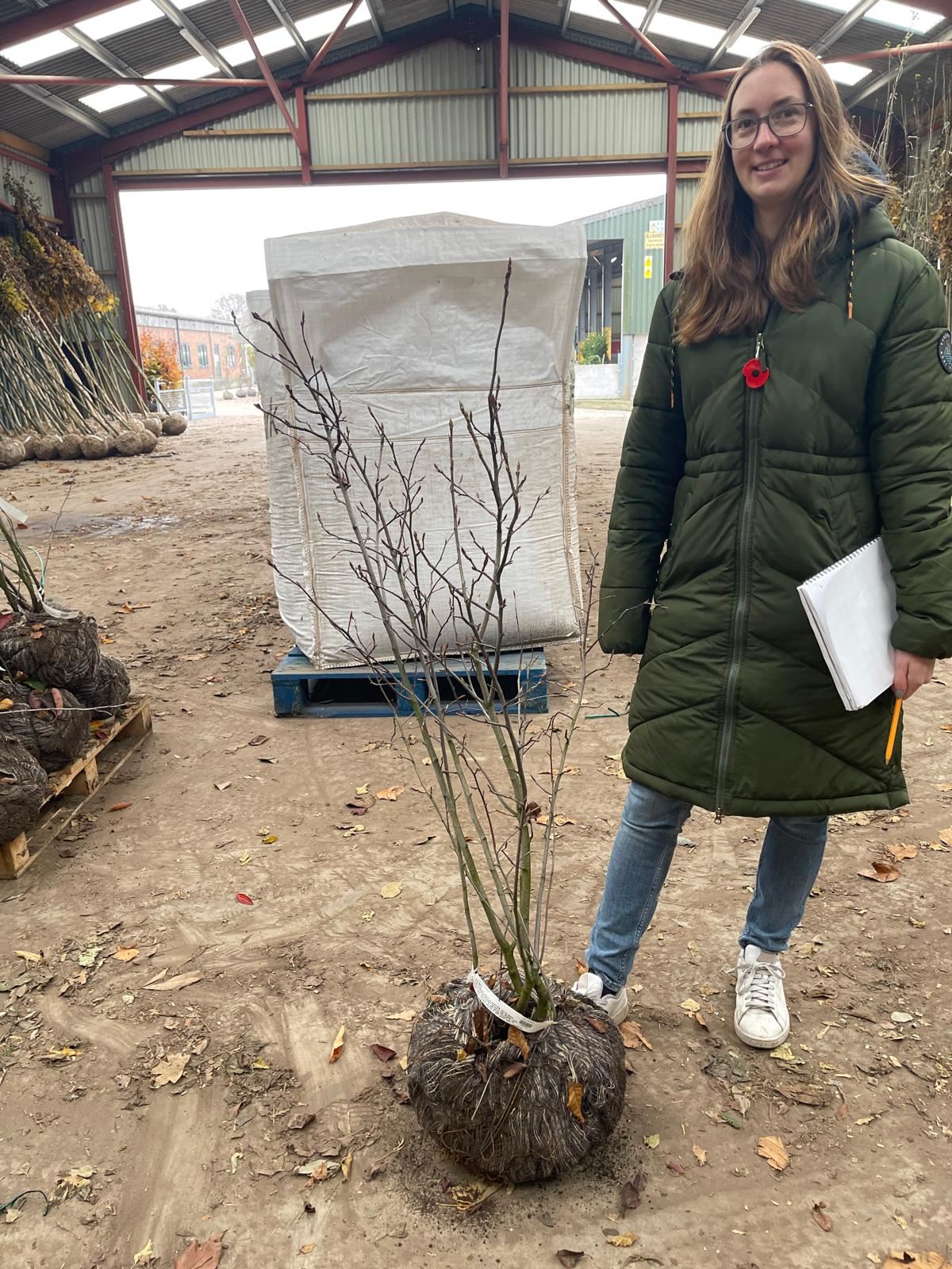 Amelanchier Lamarckii Multi Stem 100/125cm Order For June