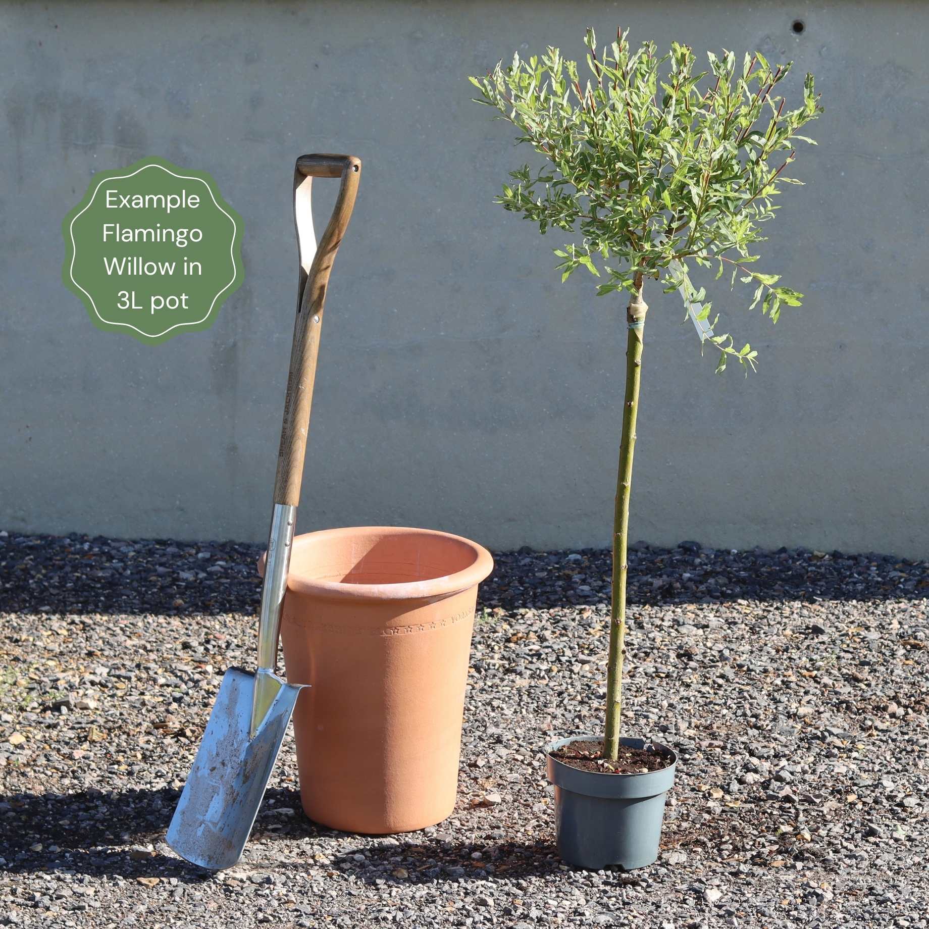 Best Trees for Small Gardens
