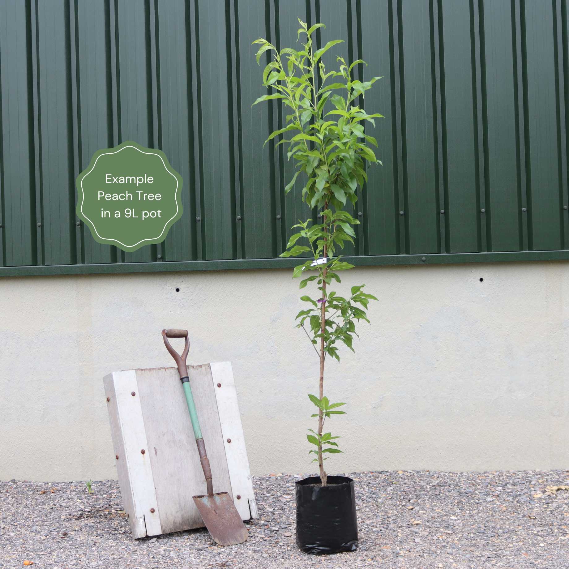 'Saturne' Peach Tree