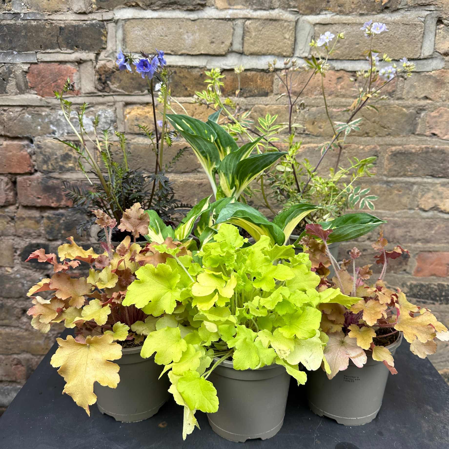 All Year Round Window Box Collection