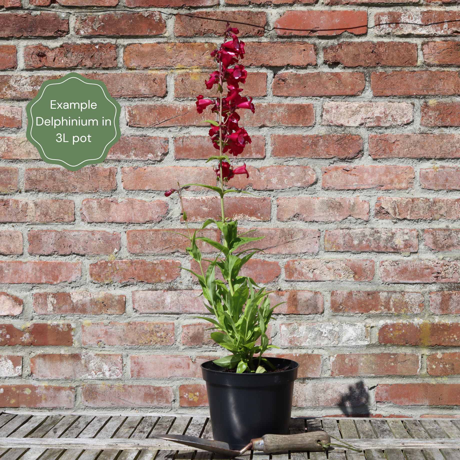 Delphinium 'Delgenius Breezin'