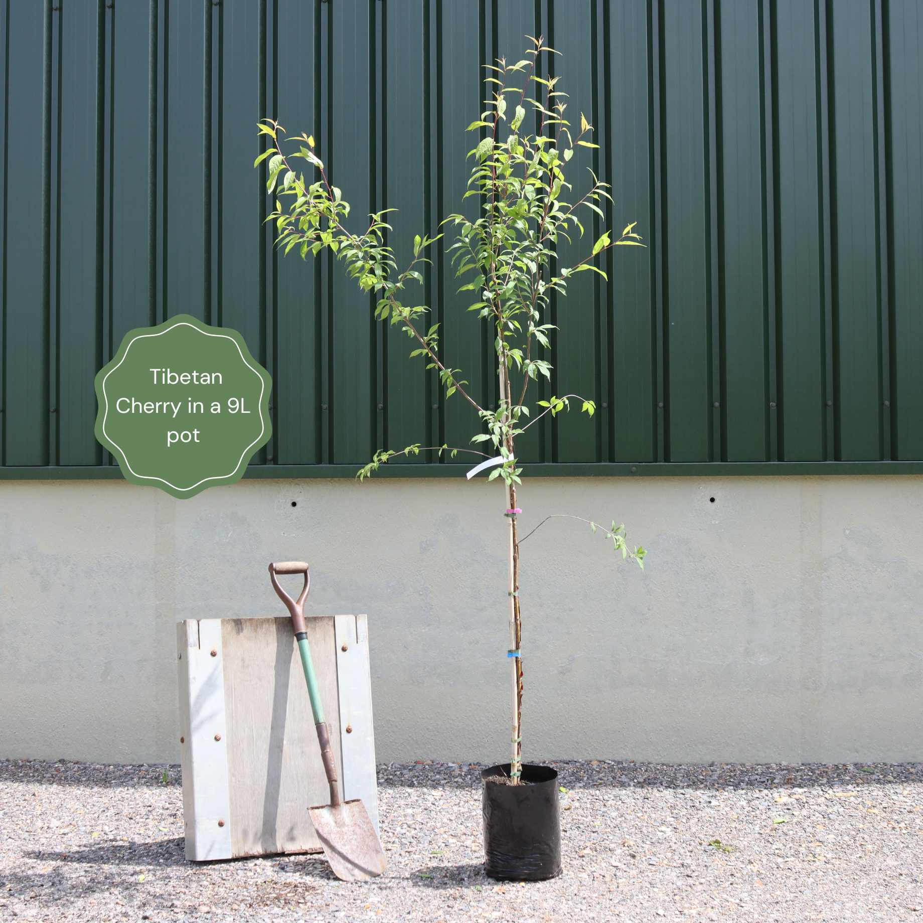 Prunus serrula
