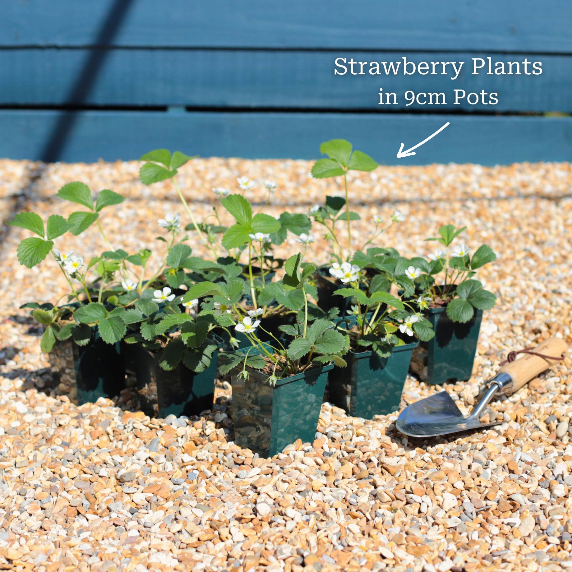 'Pineberry' Strawberry Plants