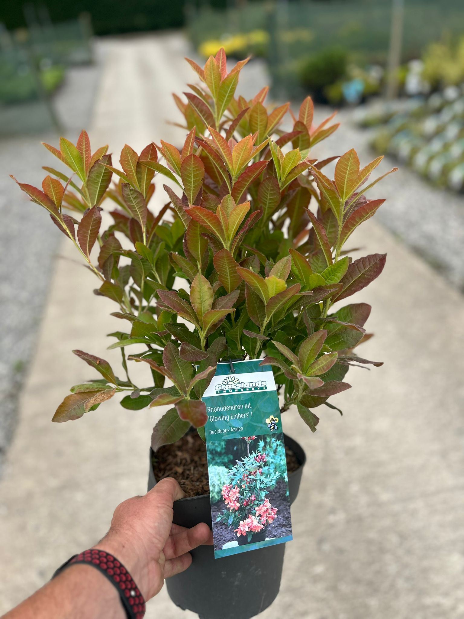Azalea Lut Glowing Embers 4.5 Litre Pot