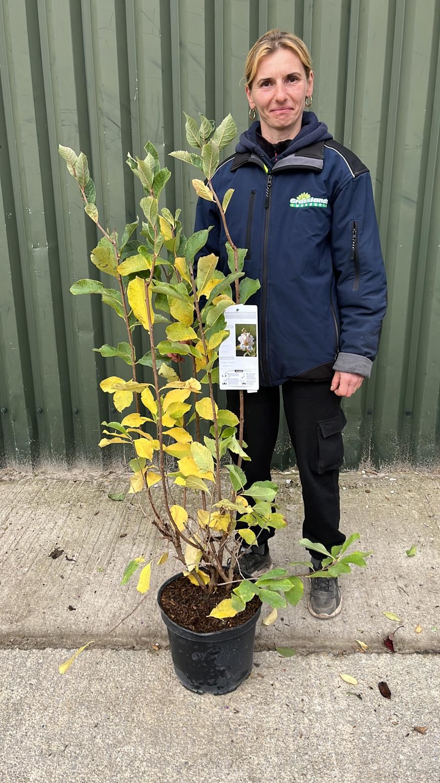 Exochorda serratifolia Snow White 10 Litre Pot