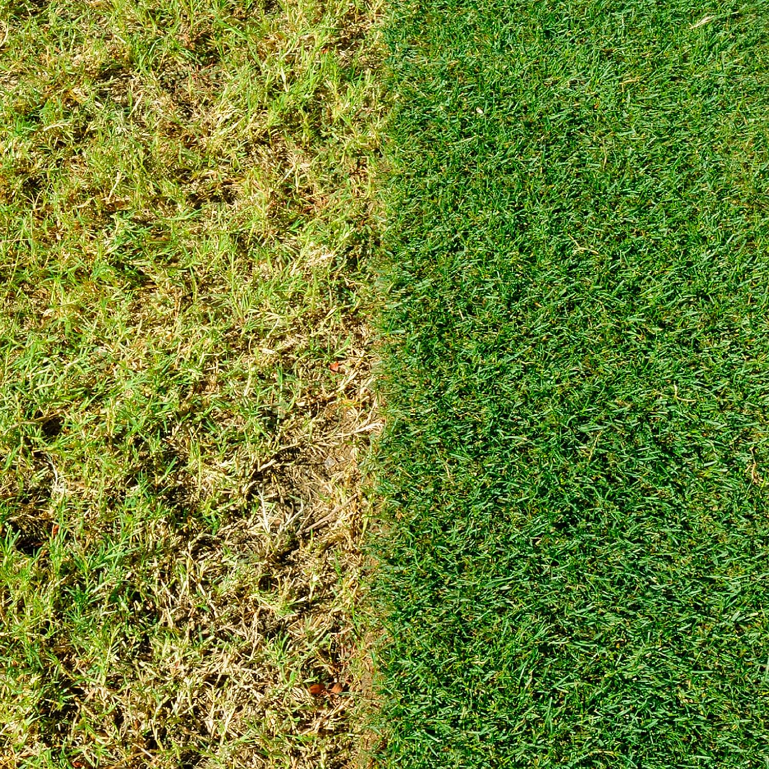 EverGreen Complete 4-in-1 Lawn Food