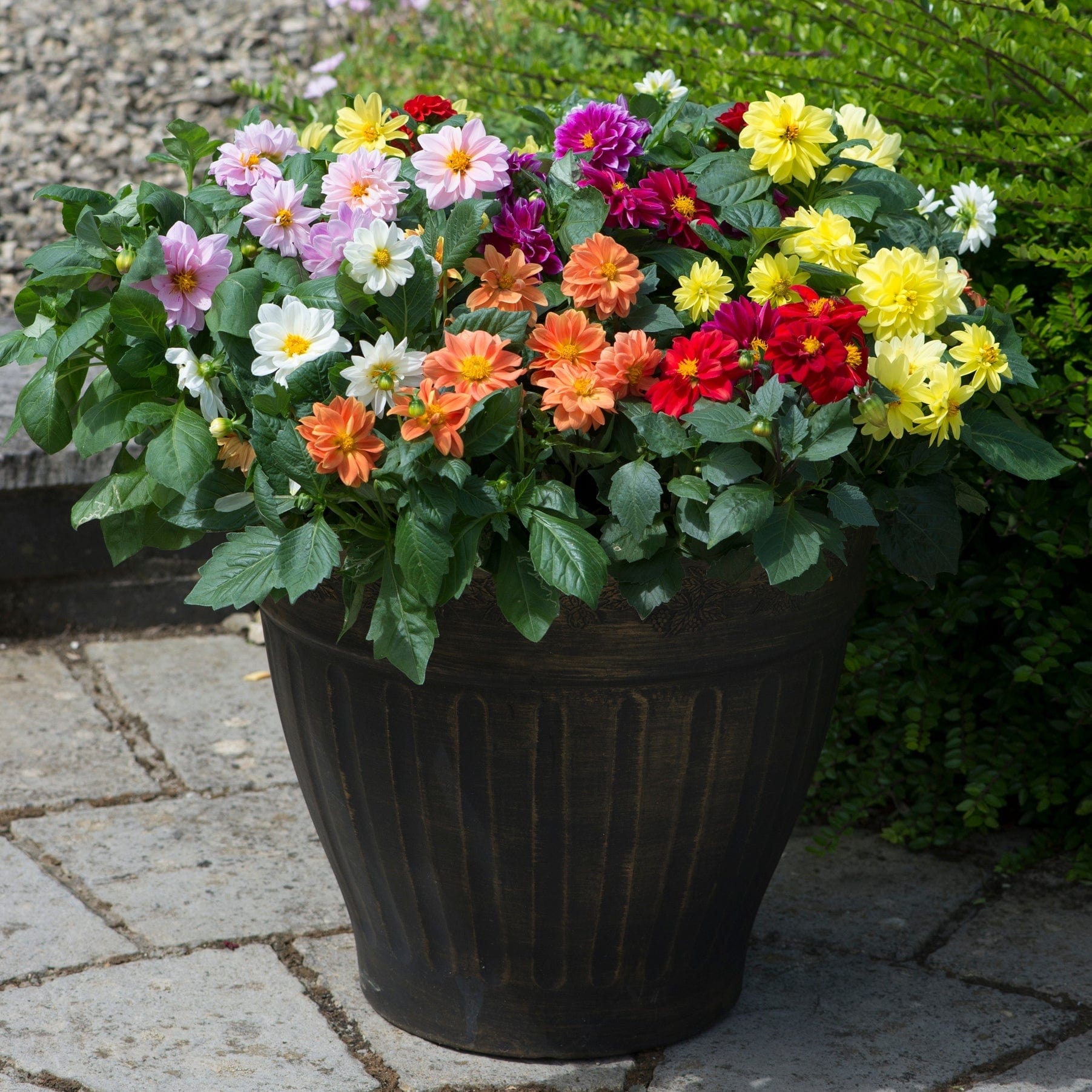 40 Mixed Dahlia 'Figaro' Plug Plants