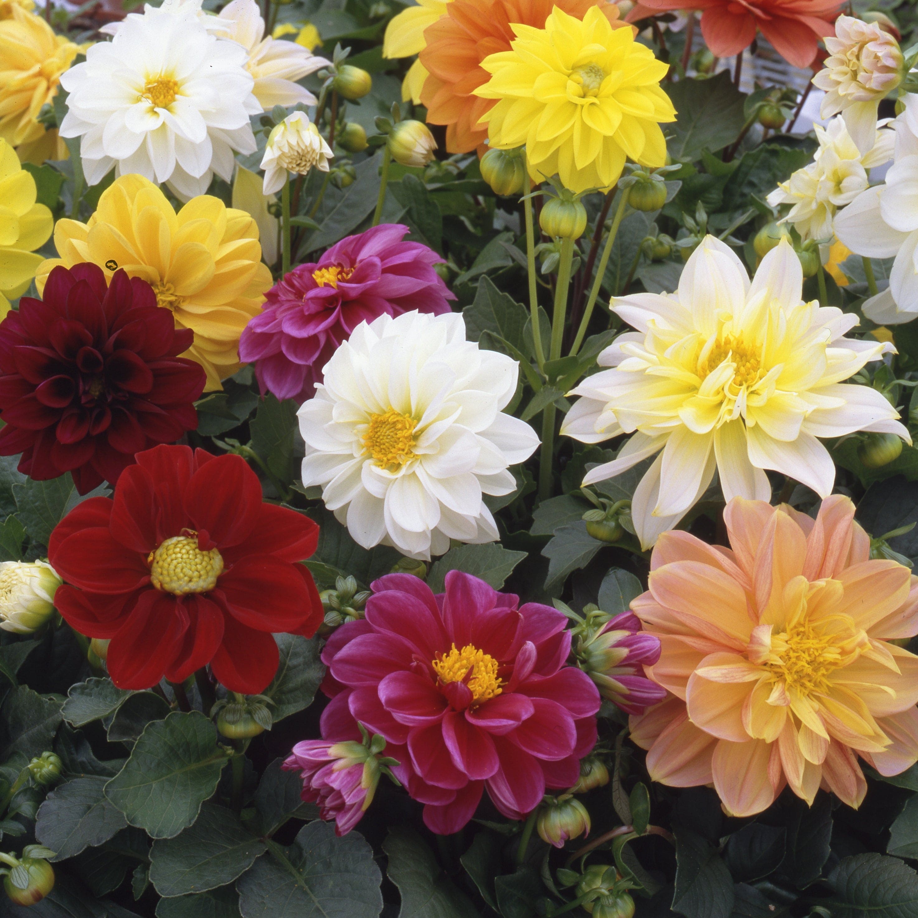 40 Mixed Dahlia 'Figaro' Plug Plants