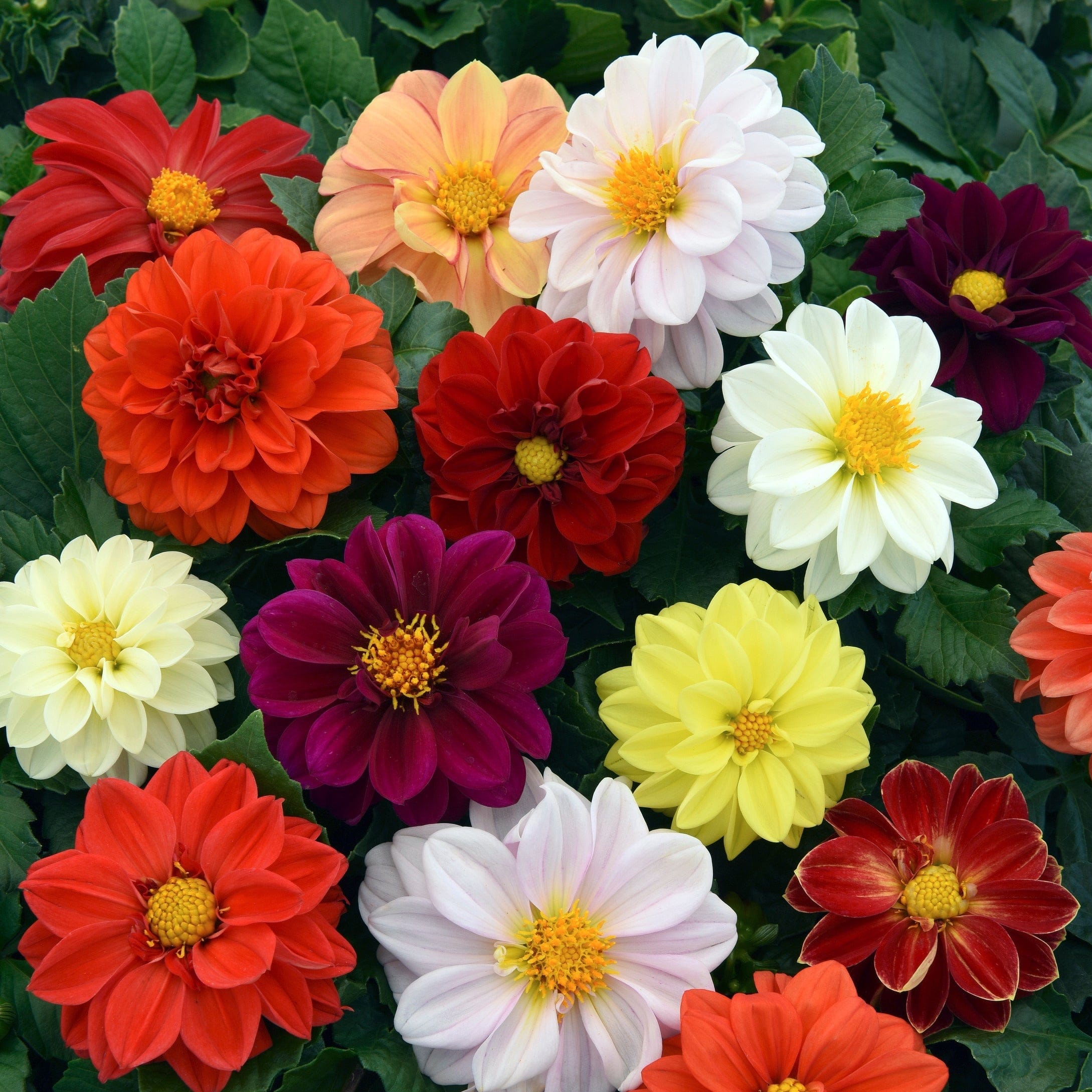 40 Mixed Dahlia 'Figaro' Plug Plants