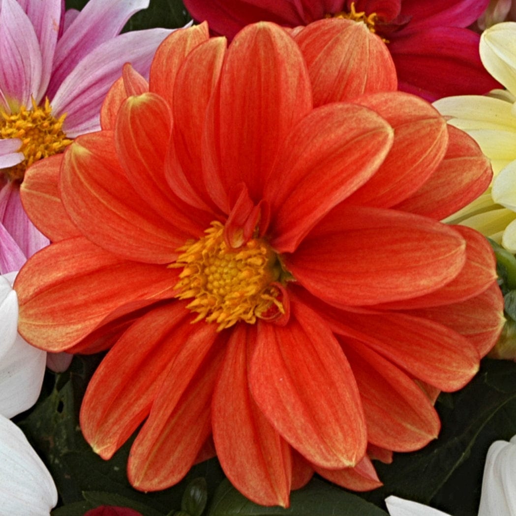 40 Mixed Dahlia 'Figaro' Plug Plants